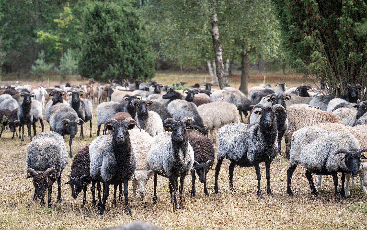 Herde von Heidschnucken in der Lüneburger Heide