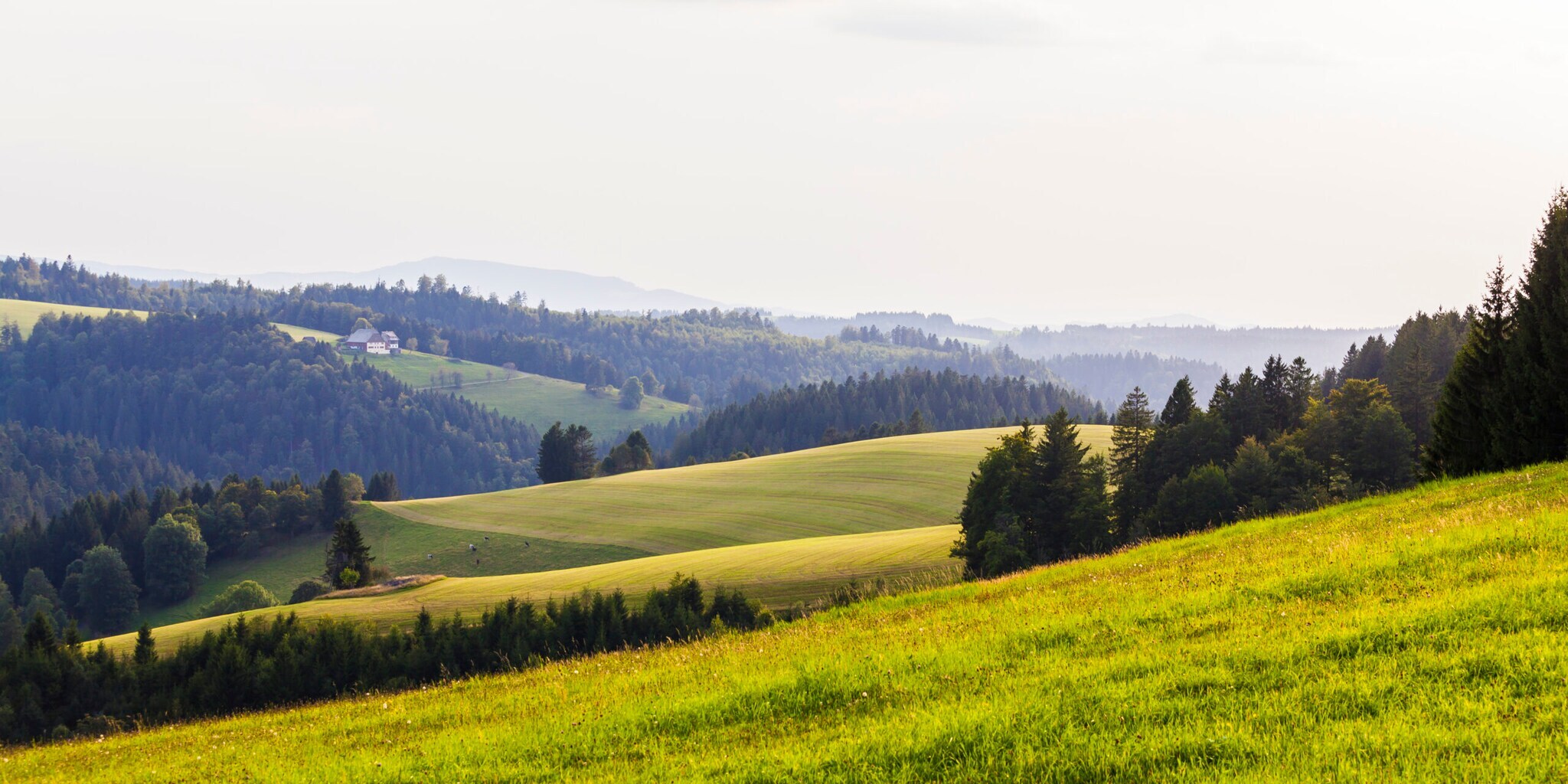 Eine hügelige Landschaft mit Wiesen und Nadelwäldern