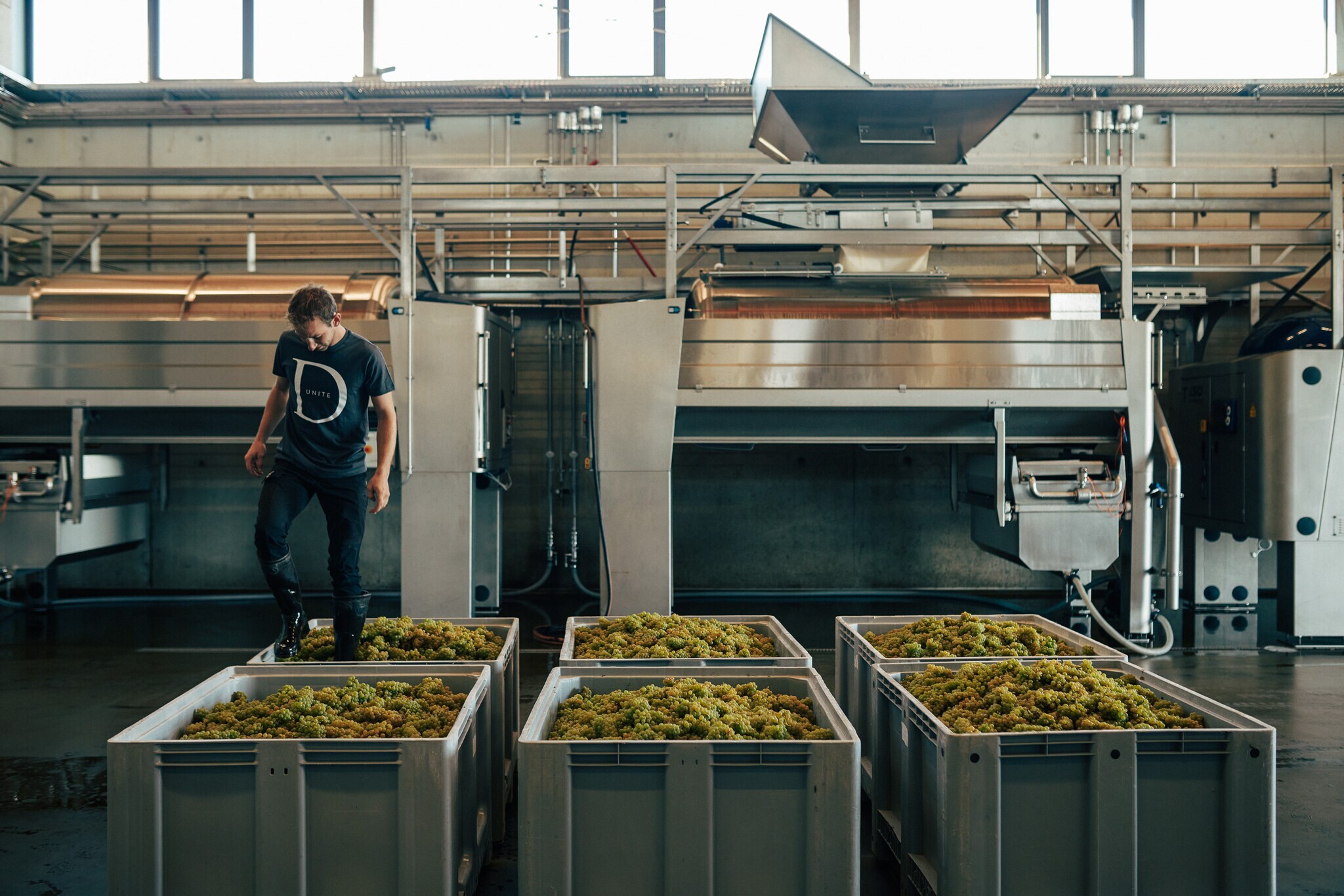 Mitarbeiter des Weingut Dreissigackers beim Stampfen der Weinbeeren