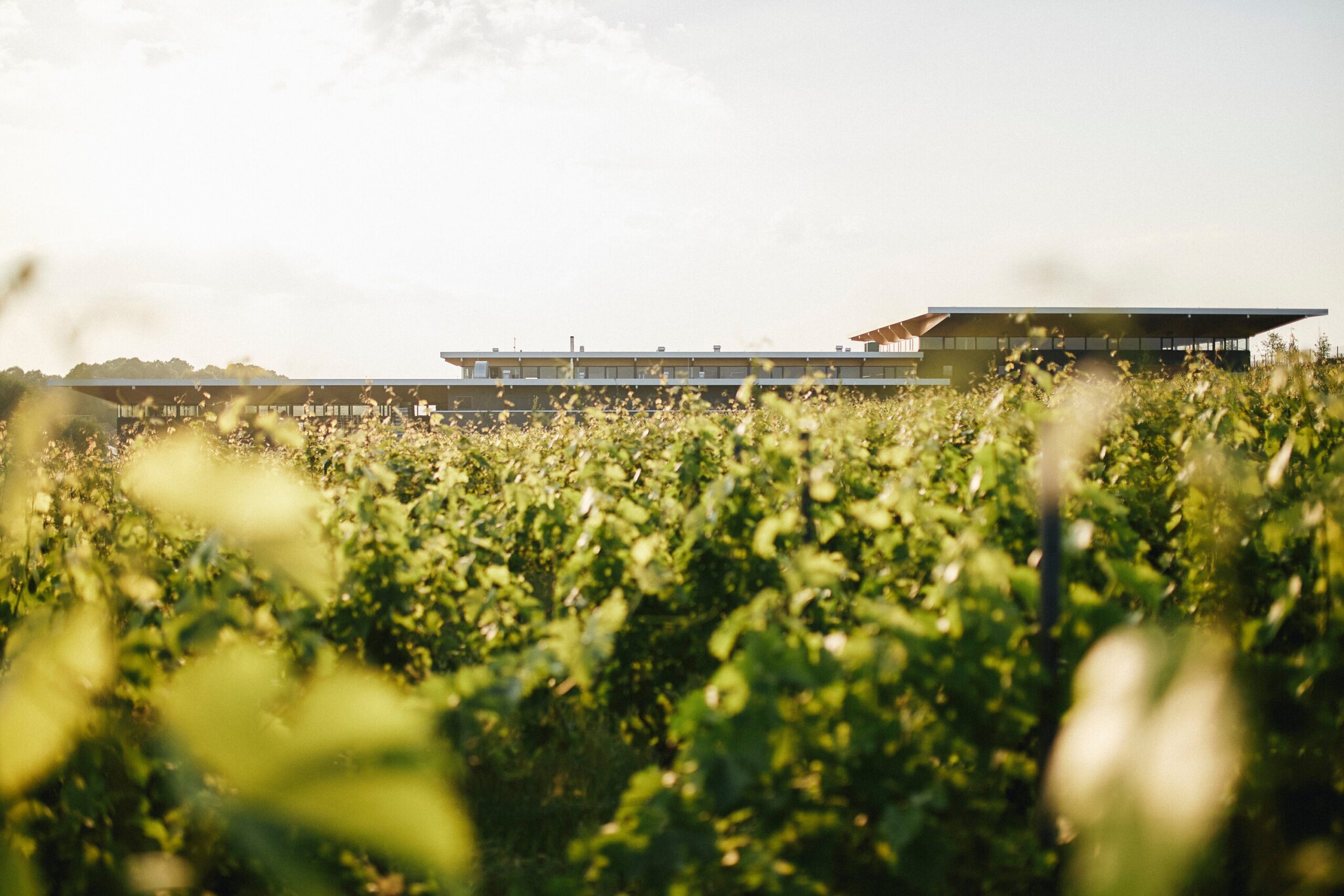 Blick auf das Weingut Dreissigacker in Rheinhessen