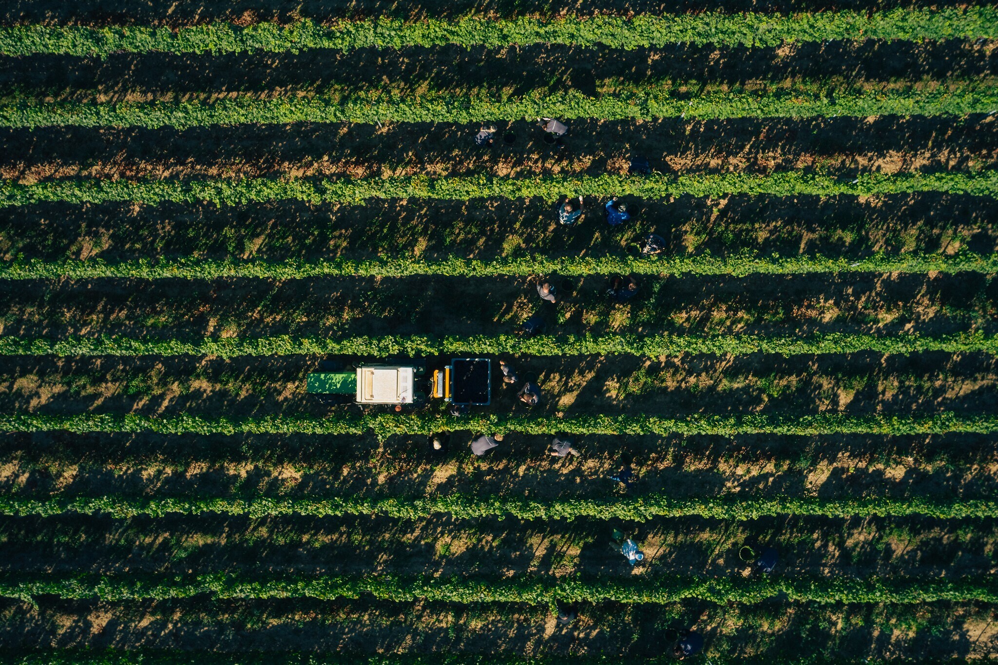 Team Dreissigacker in den Weinbergen von oben fotografiert Team Dreissigacker in den Weinbergen von oben fotografiert