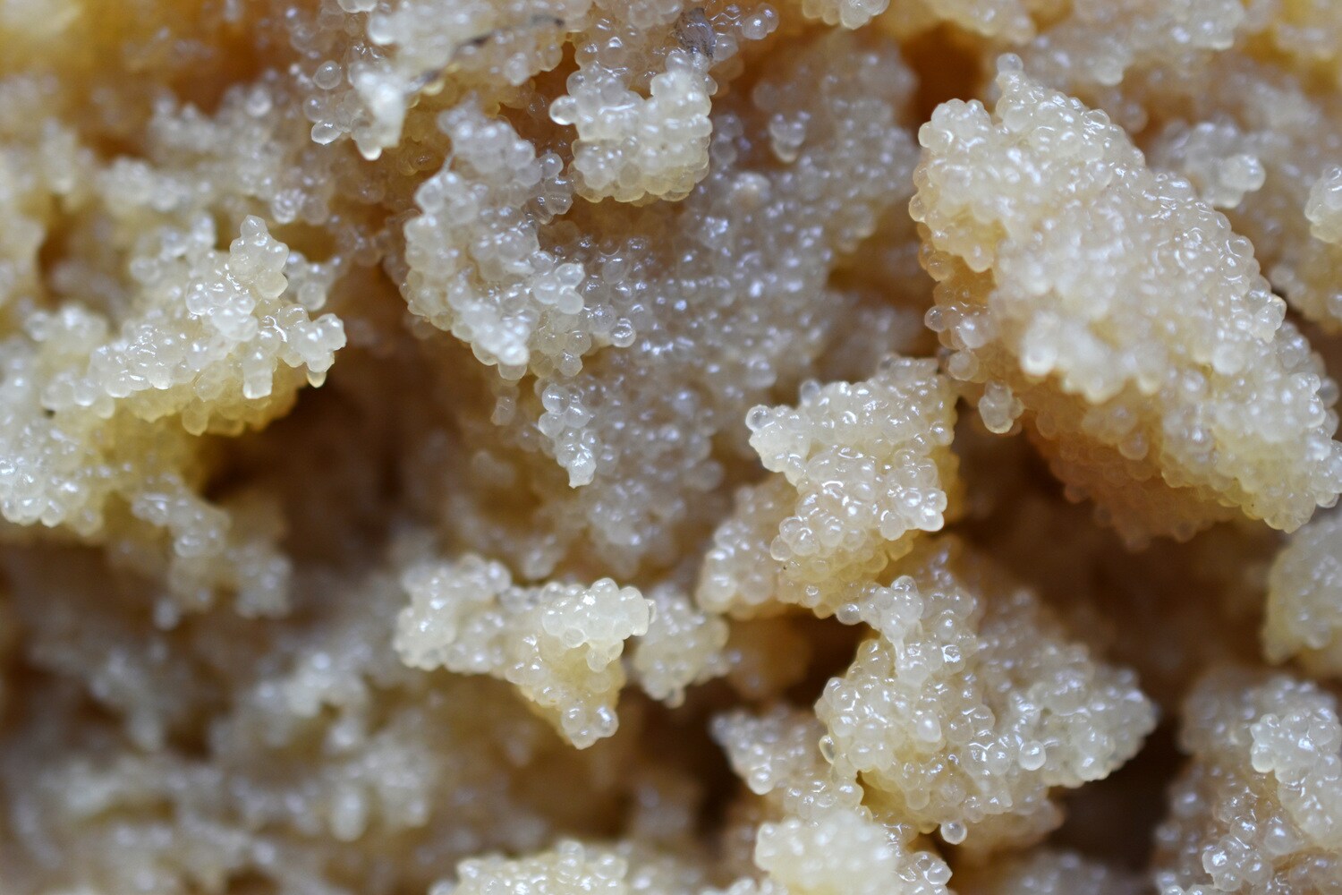 Weißer Kaviar im Detail