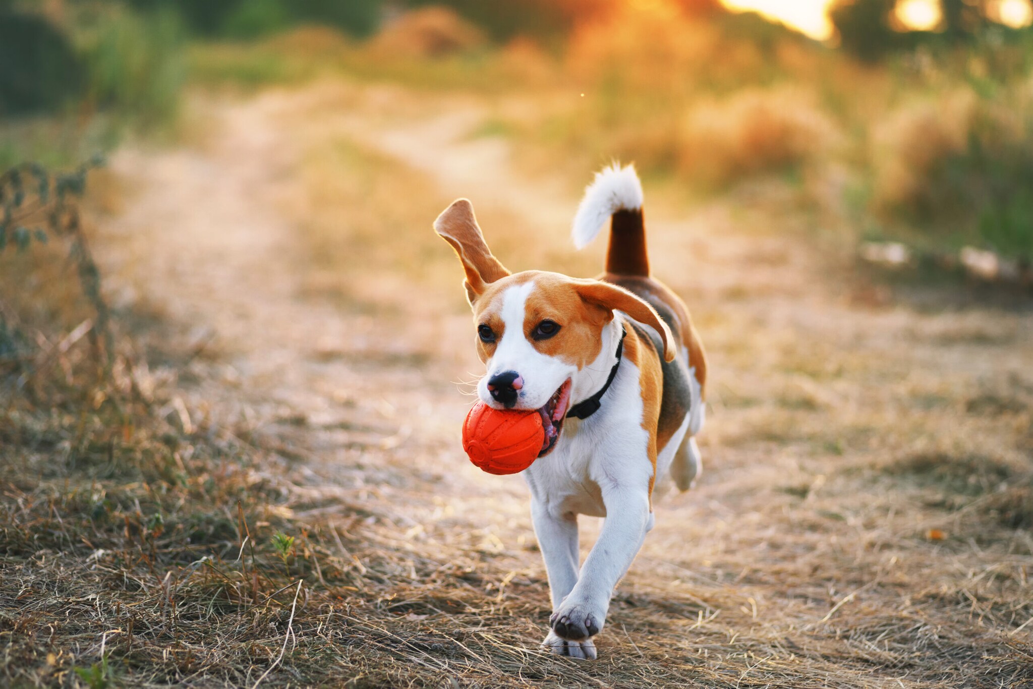 Ein Beagle läuft mit einem orangenen Ball im Maul über eine herbstliche Wiese