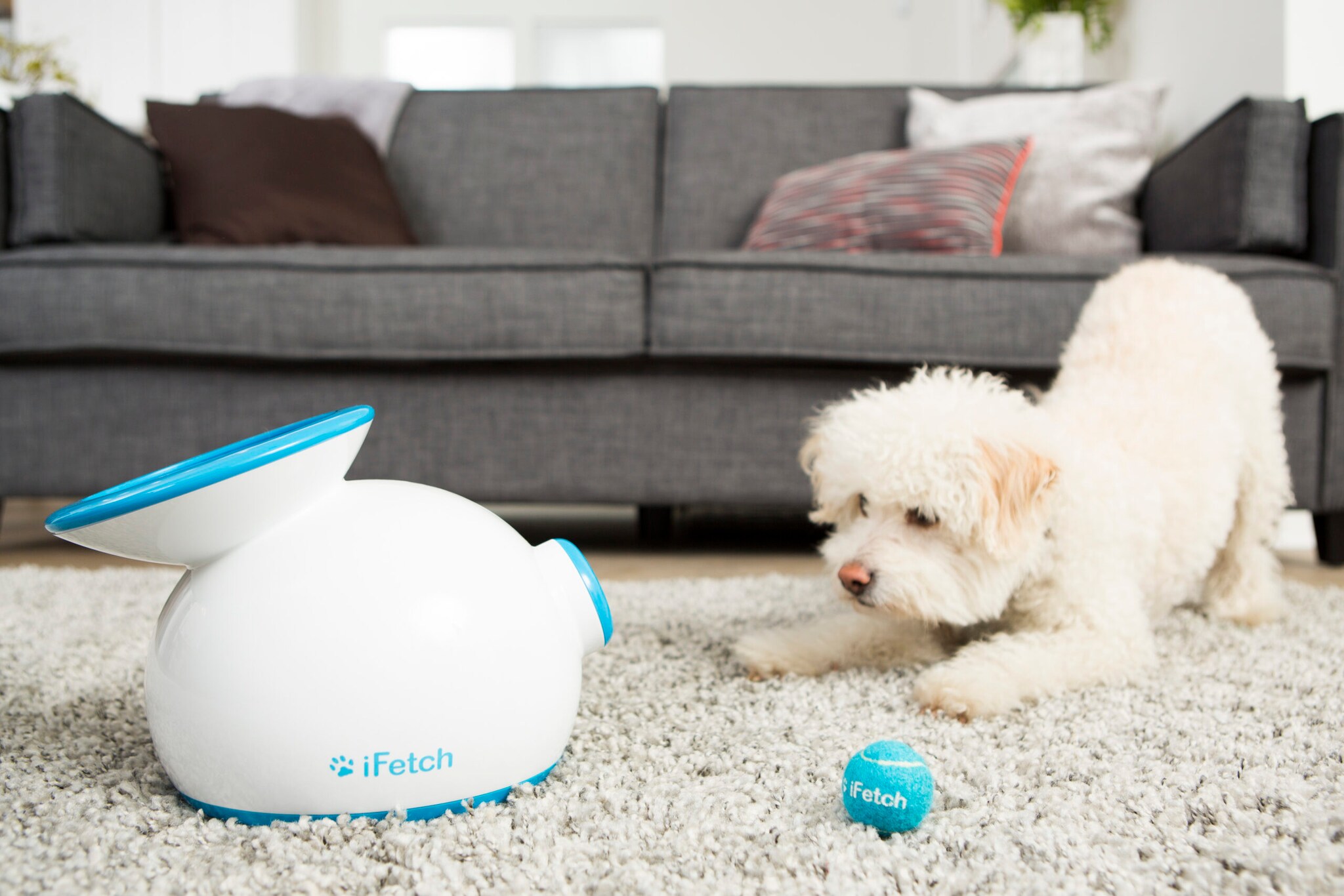 Ein weißer Hund sitzt in auffordernder Haltung vor einer Ballmaschine auf einem Teppichboden