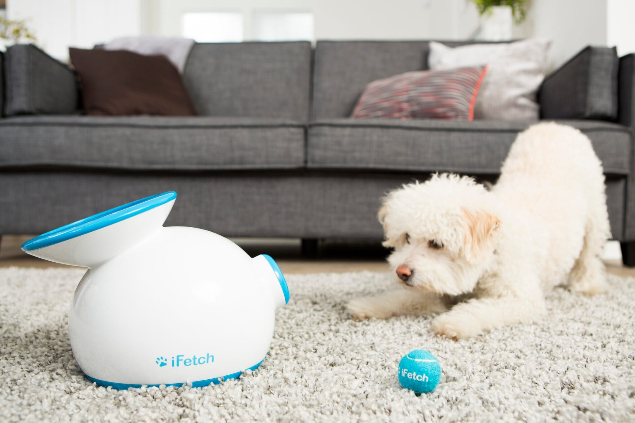 Ein weißer Hund sitzt in auffordernder Haltung vor einer Ballmaschine auf einem Teppichboden Ein weißer Hund sitzt in auffordernder Haltung vor einer Ballmaschine auf einem Teppichboden