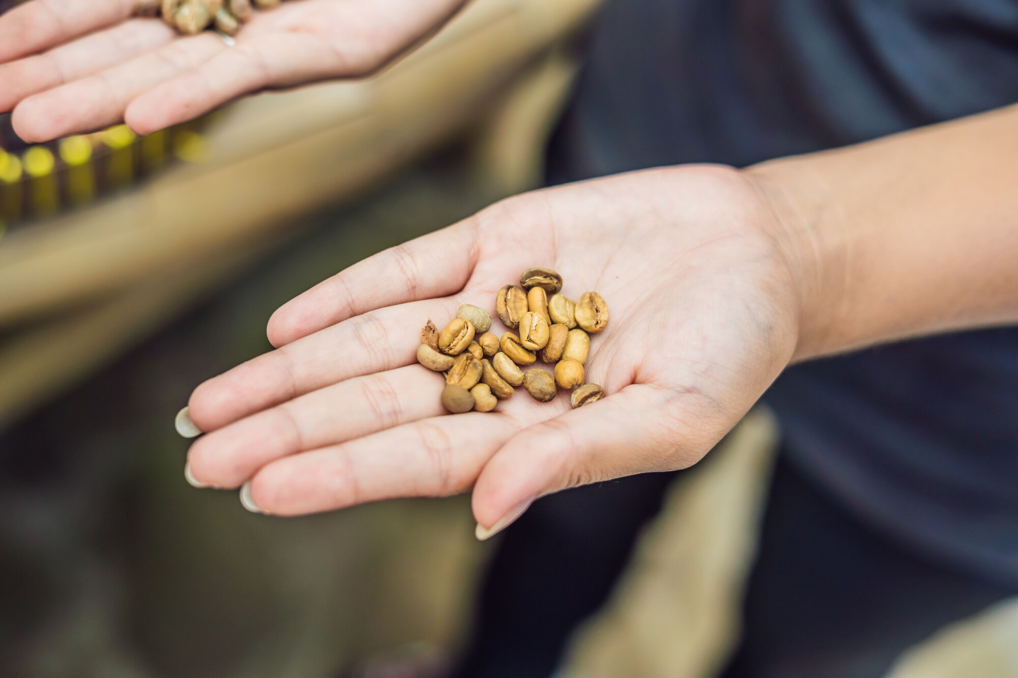 Kopi Luwak oder Zivet-Kaffee auf einer offenen Hand