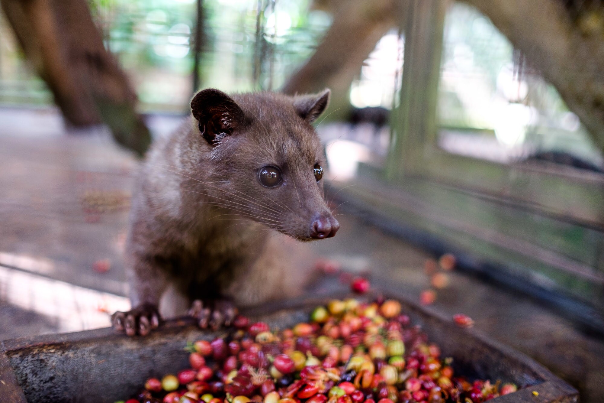 Luwak schaut auf Kaffeekirschen