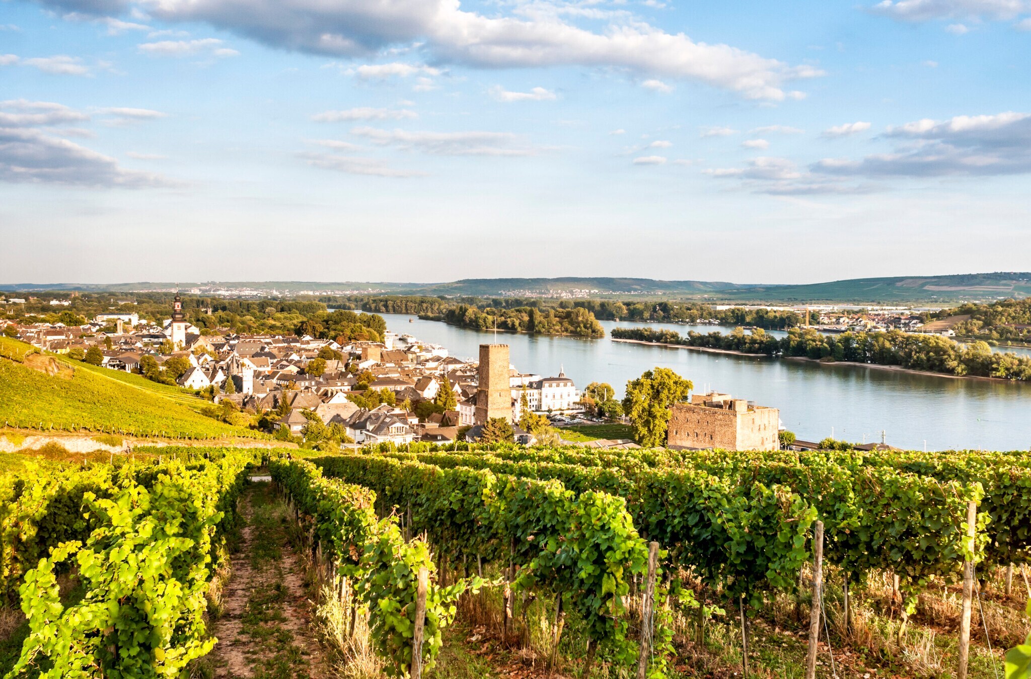 Panoramablick auf die Stadt Rüdesheim am Rhein, im Vordergrund ein Weinberg