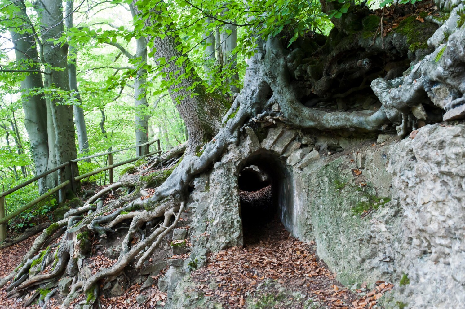 Römisches Relikt unter Baumwurzel im Laubwald