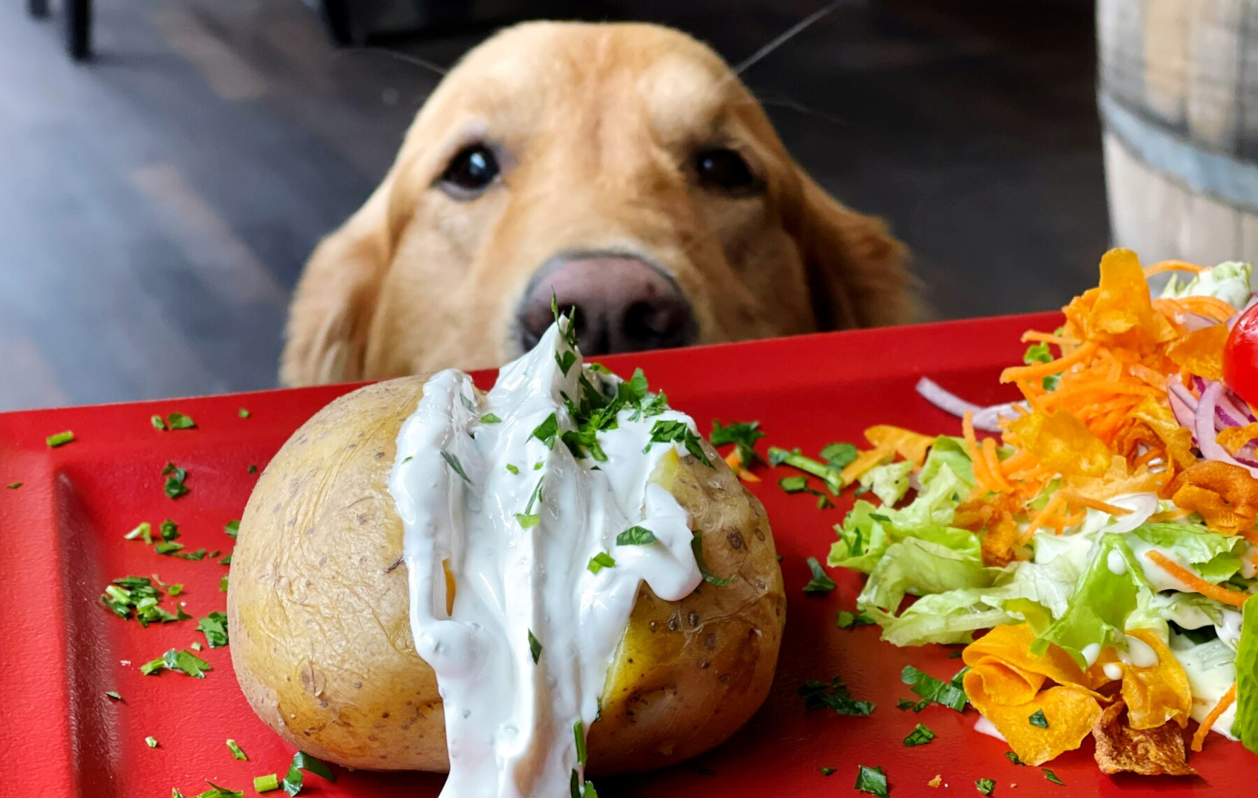 Nahaufnahme einer Backkartoffel mit Salat auf rotem Tablett, dahinter ein Hund