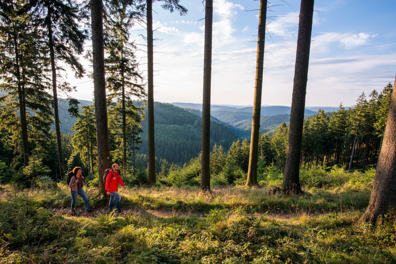 Zwei Wanderer auf dem Rothaarsteig umgeben von Nadelwald.