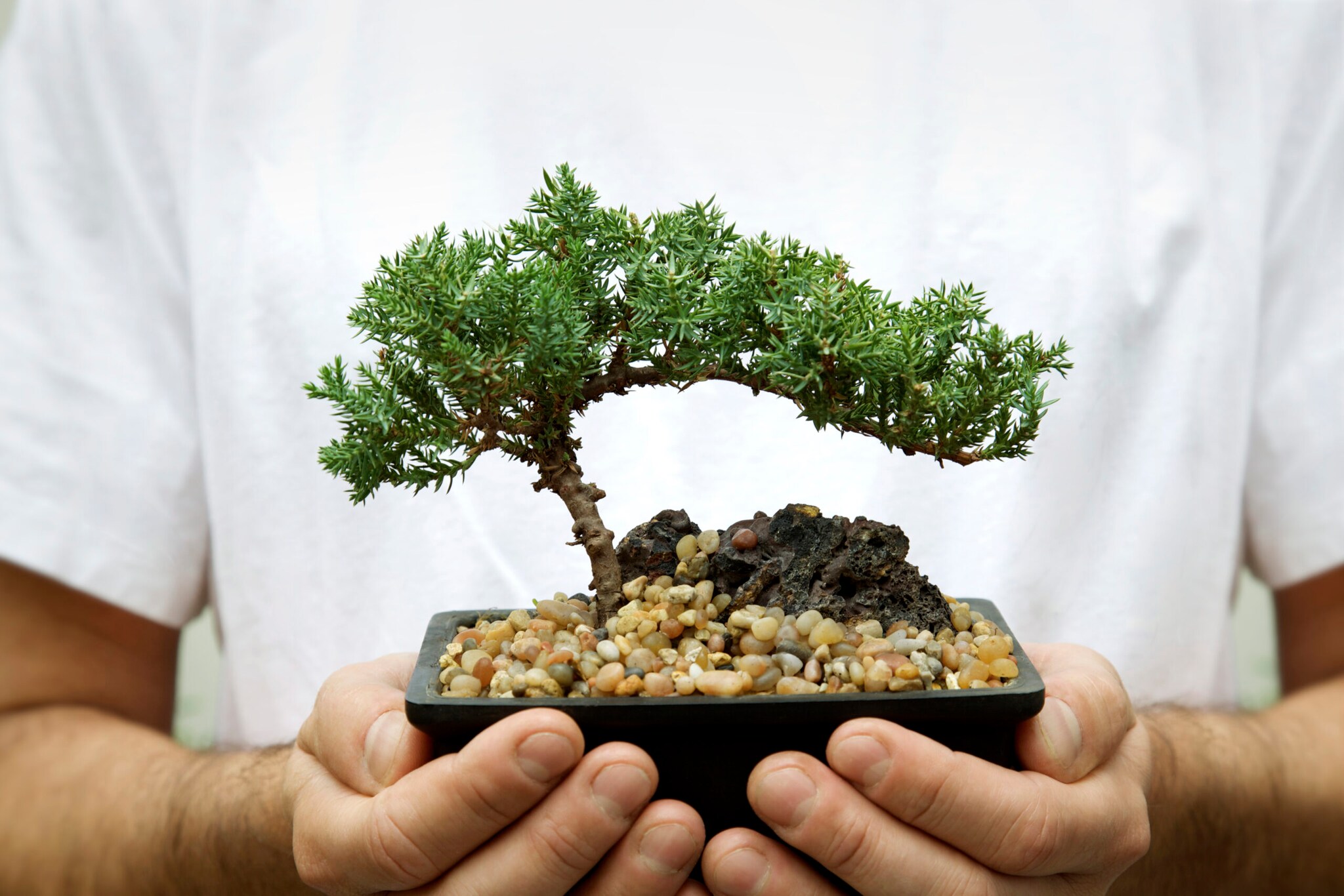 Close-up eines Bonsaibaums, in den Händen eines Mannes