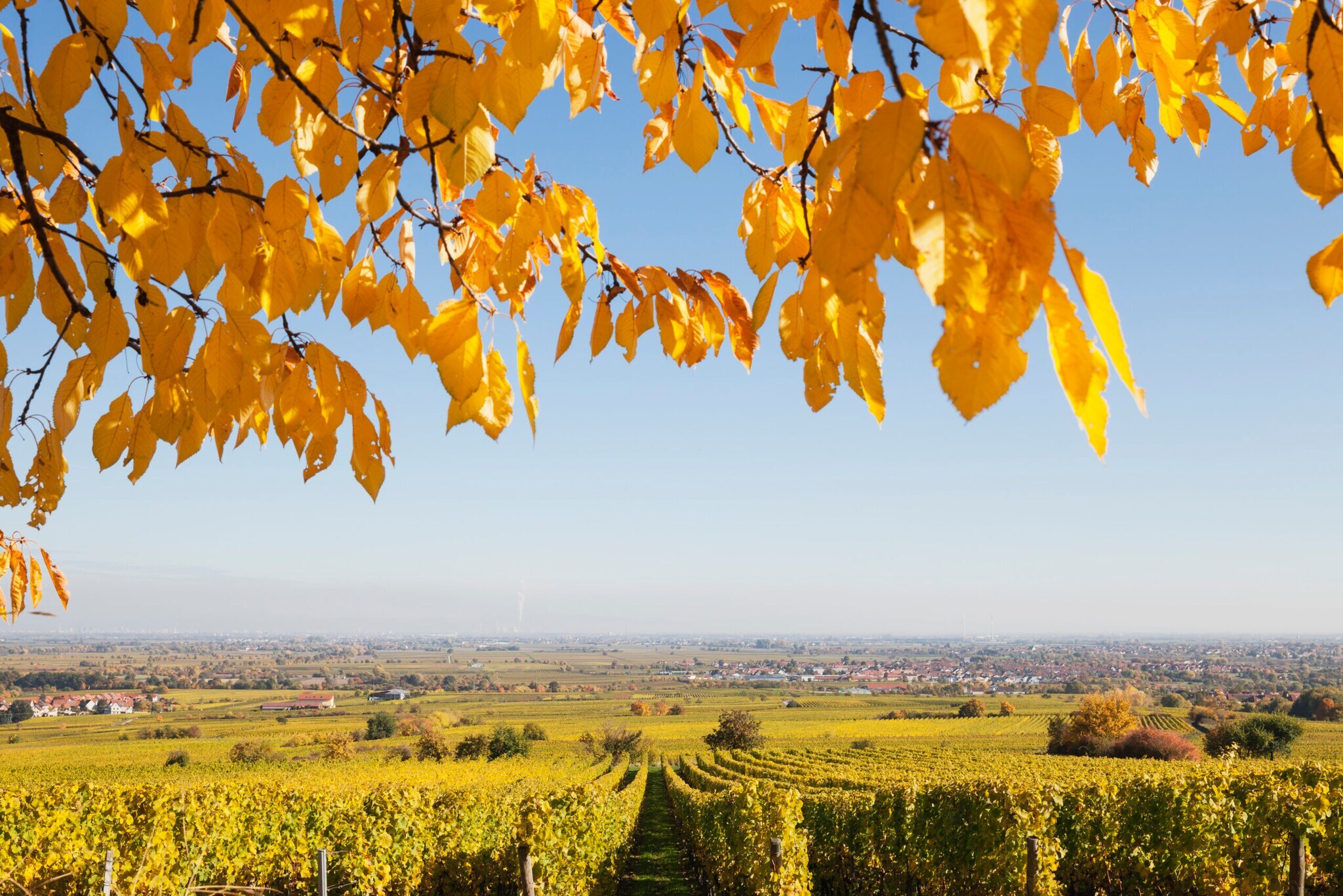 Blick auf den Weinort Niederkirchen und Weinberge in Herbstfarben