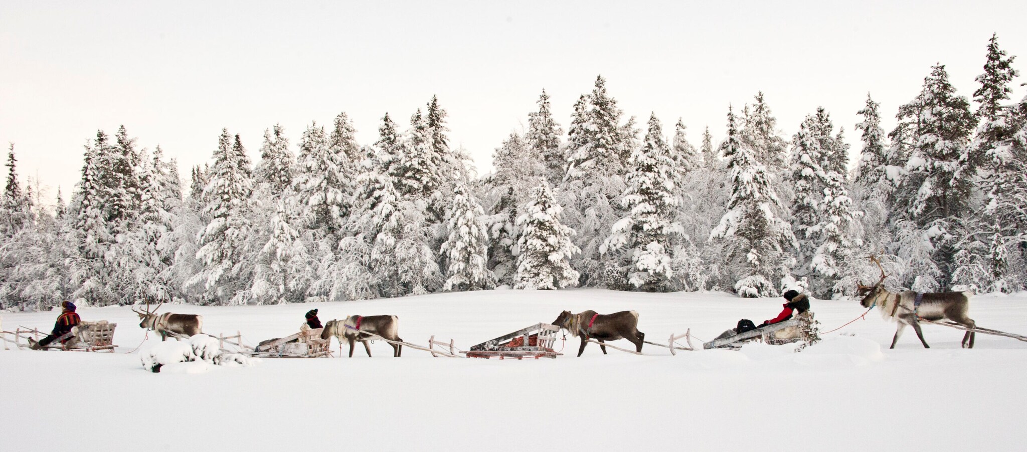 Eine Reihe aus Rentieren und Schlitten in einer bewaldeten Schneelandschaft
