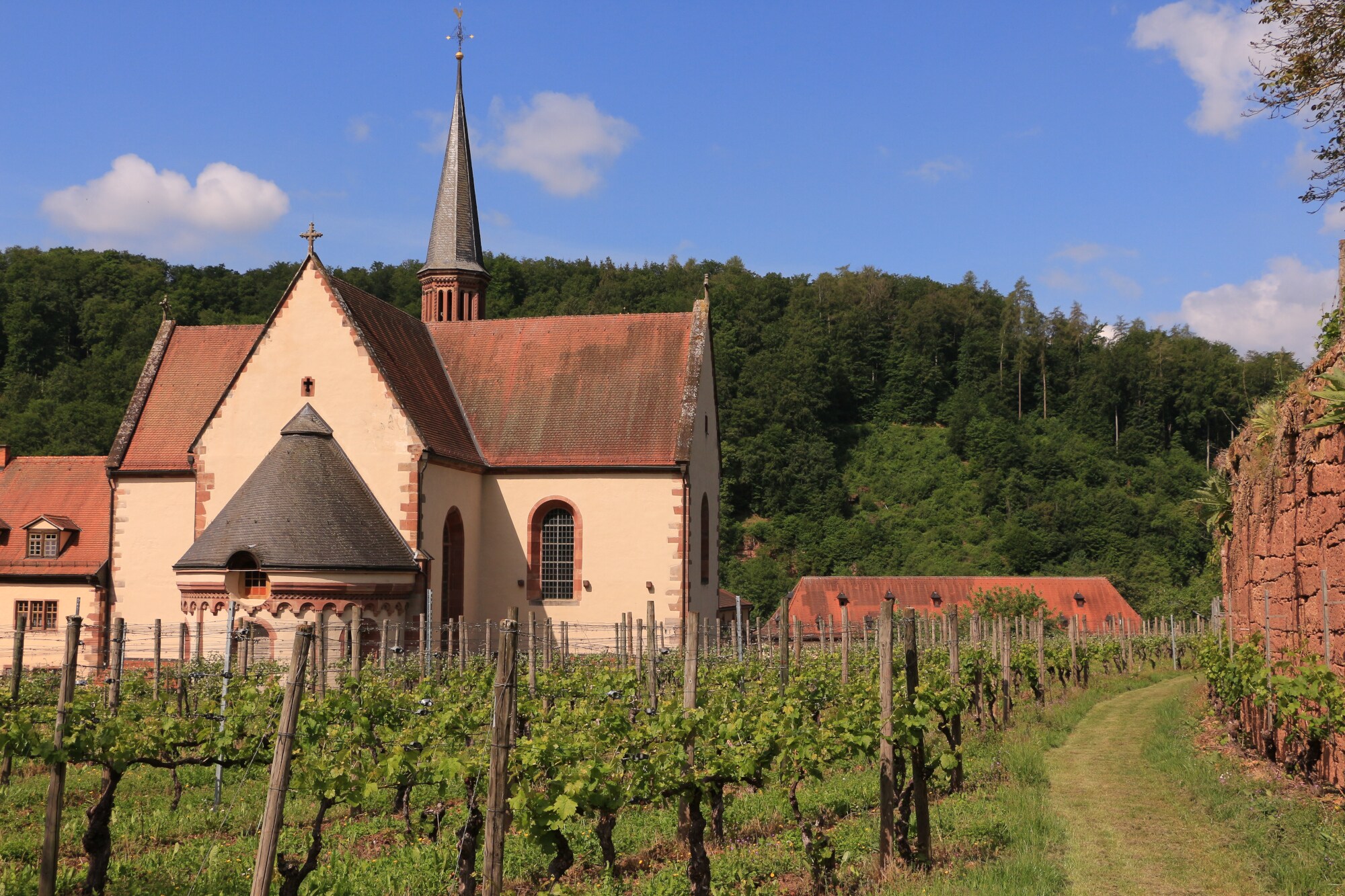 Kloster Bronnbach mit Weinreben im Vordergrund