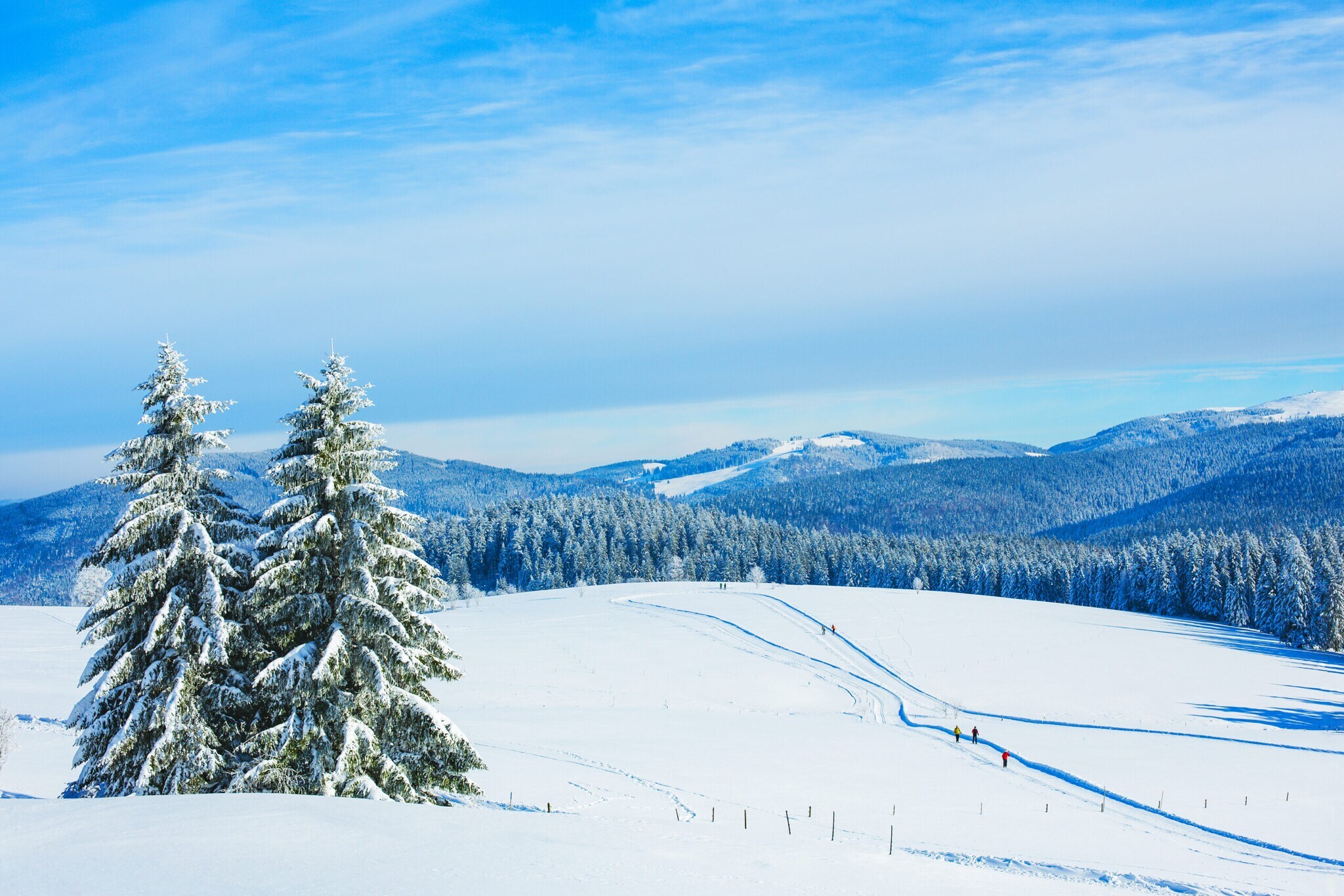 Panoramablick auf hügelige Winterlandschaft mit Nadelwald und Loipen Panoramablick auf hügelige Winterlandschaft mit Nadelwald und Loipen
