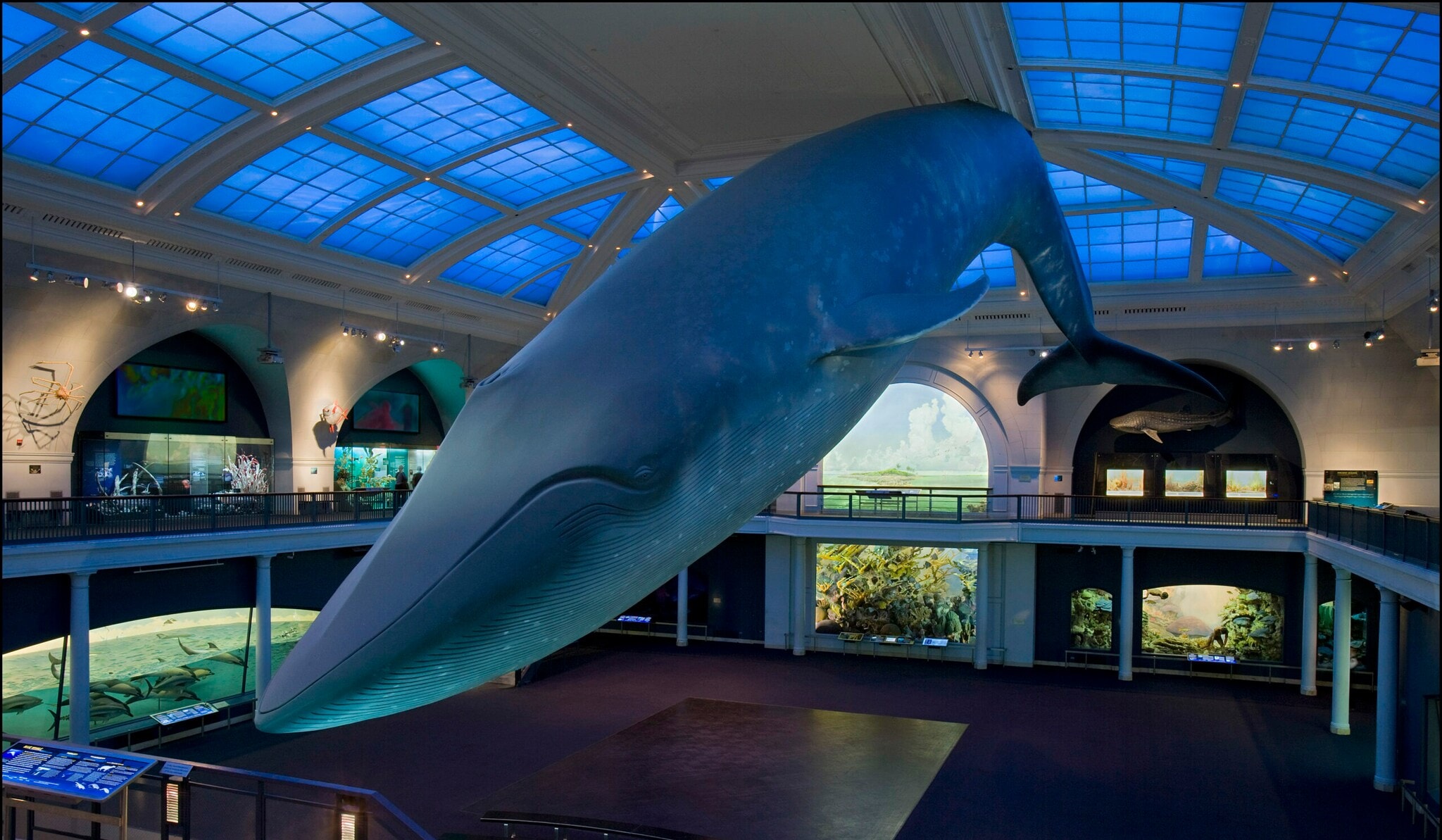 Eine lebensgroße Nachbildung eines Blauwals hängt von der Decke in einem Ausstellungsraum des New Yorker Naturkundemuseums Eine lebensgroße Nachbildung eines Blauwals hängt von der Decke in einem Ausstellungsraum des New Yorker Naturkundemuseums