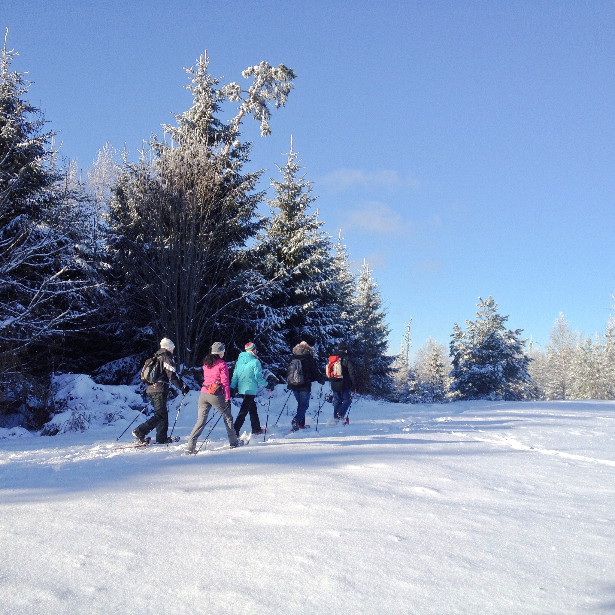 Fünf Schneeschuhwander:innen bei Sonnenschein auf dem verschneiten Maienbergkopf