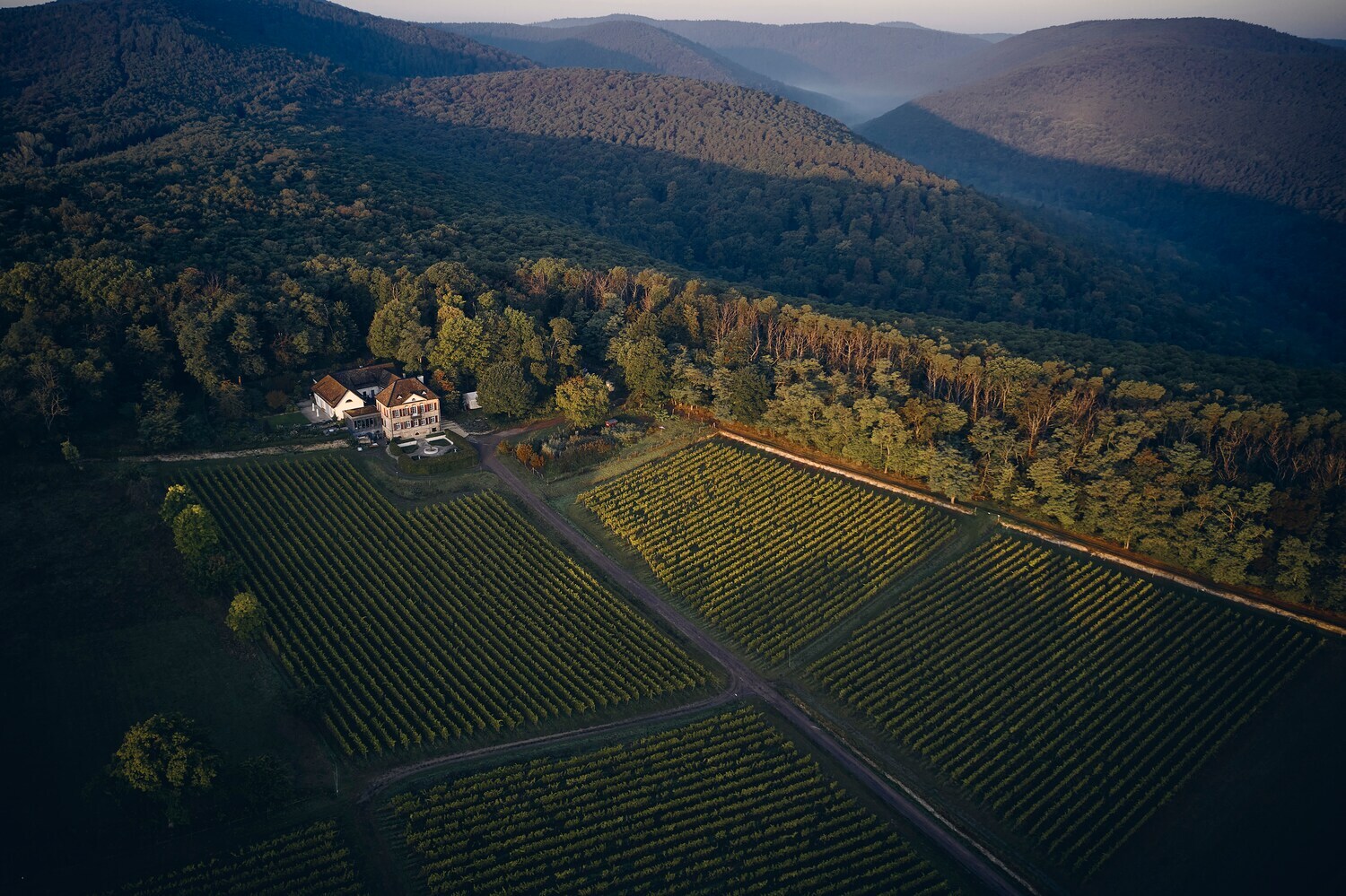 Luftaufnahme eines Weinbergs an dessen Rand ein weißes Gutshaus steht