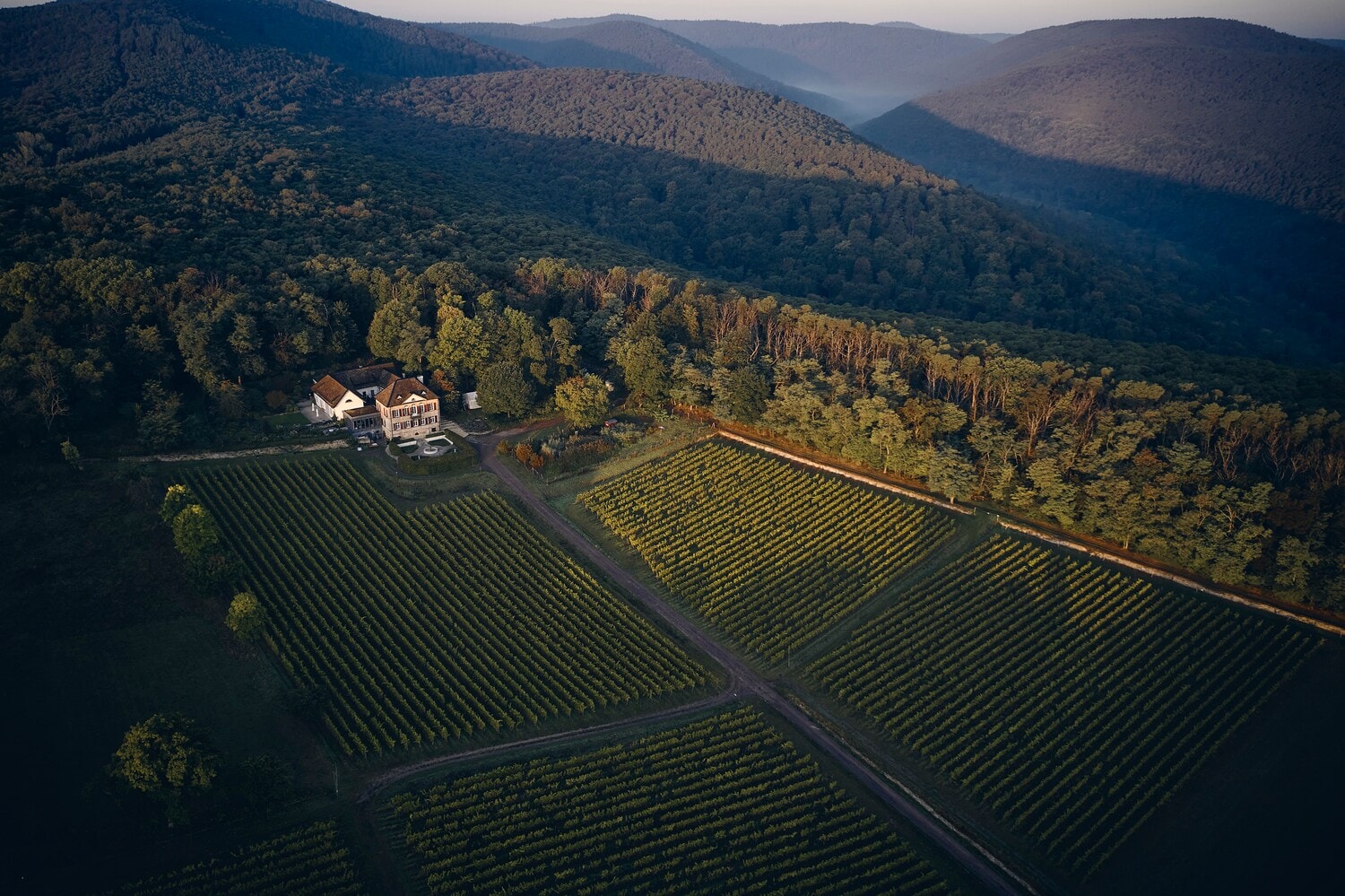 Luftaufnahme eines Weinbergs an dessen Rand ein weißes Gutshaus steht Luftaufnahme eines Weinbergs an dessen Rand ein weißes Gutshaus steht