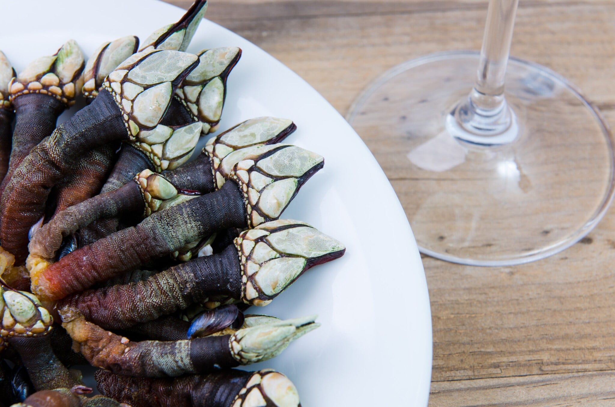 Entenmuscheln auf einem Teller angerichtet Entenmuscheln auf einem Teller angerichtet