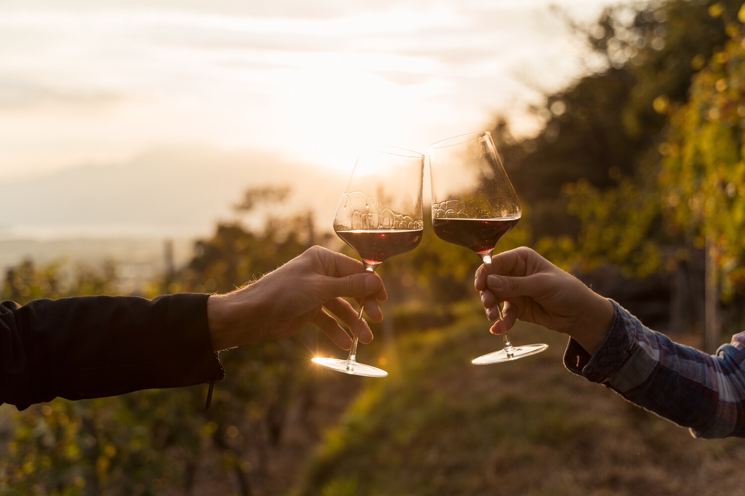 Zwei Hände klirren Rotweingläser in einem Weinberg bei Sonnenuntergang Zwei Hände klirren Rotweingläser in einem Weinberg bei Sonnenuntergang