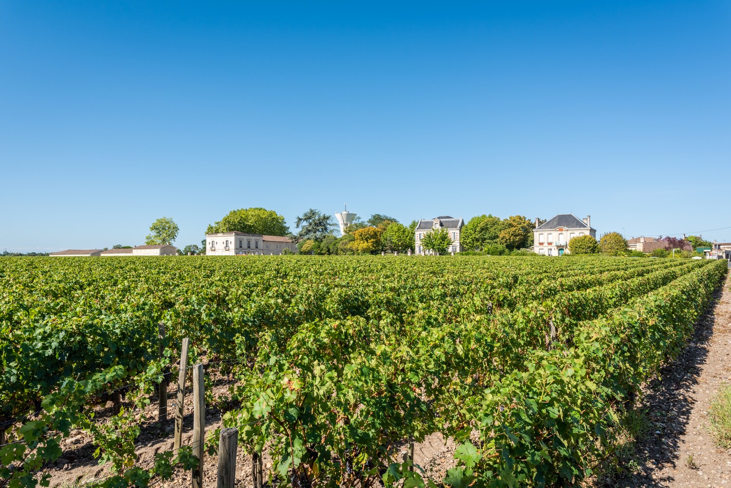 Weinreben im Anbaugebiet Margaux