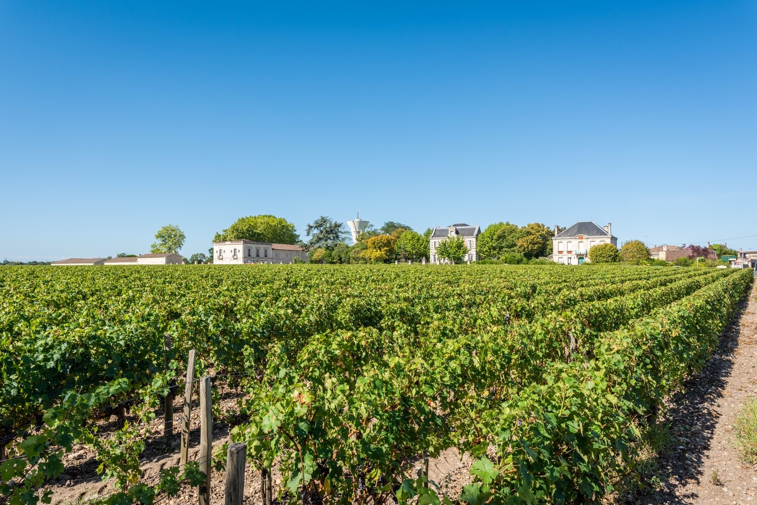 Weinreben im Anbaugebiet Margaux Weinreben im Anbaugebiet Margaux