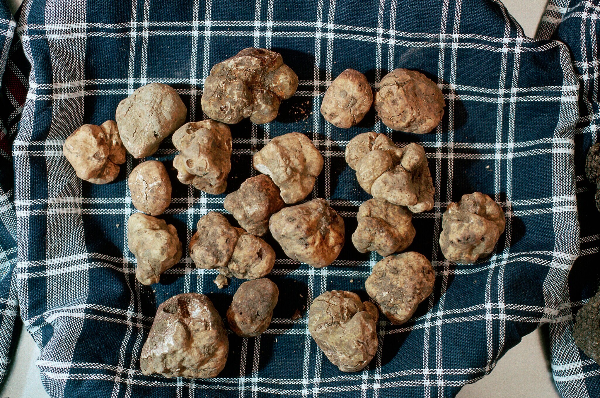 Weiße Trüffeln auf kariertem Tuch