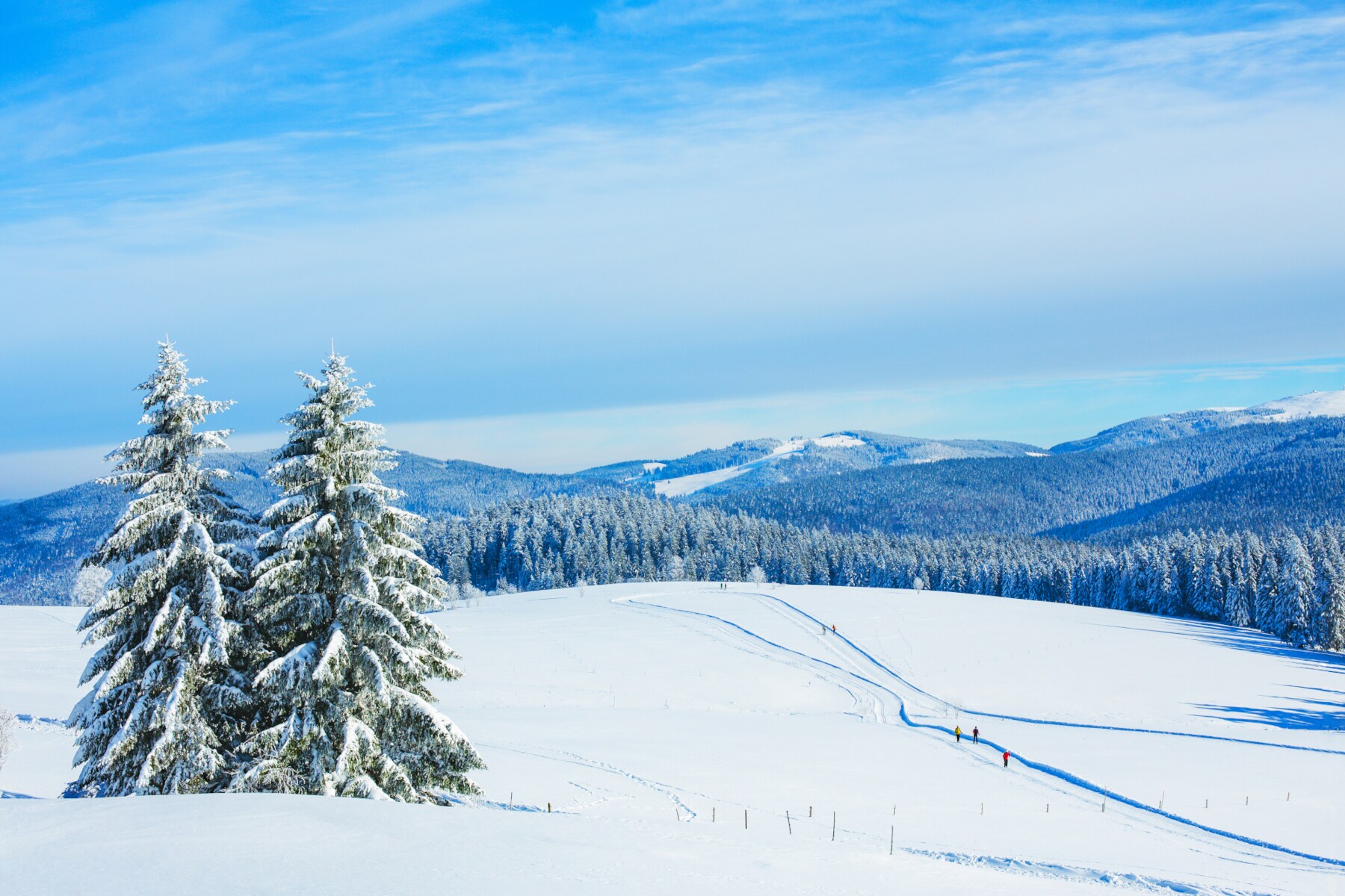 Panorama einer hügeligen Schneelandschaft mit Loipen