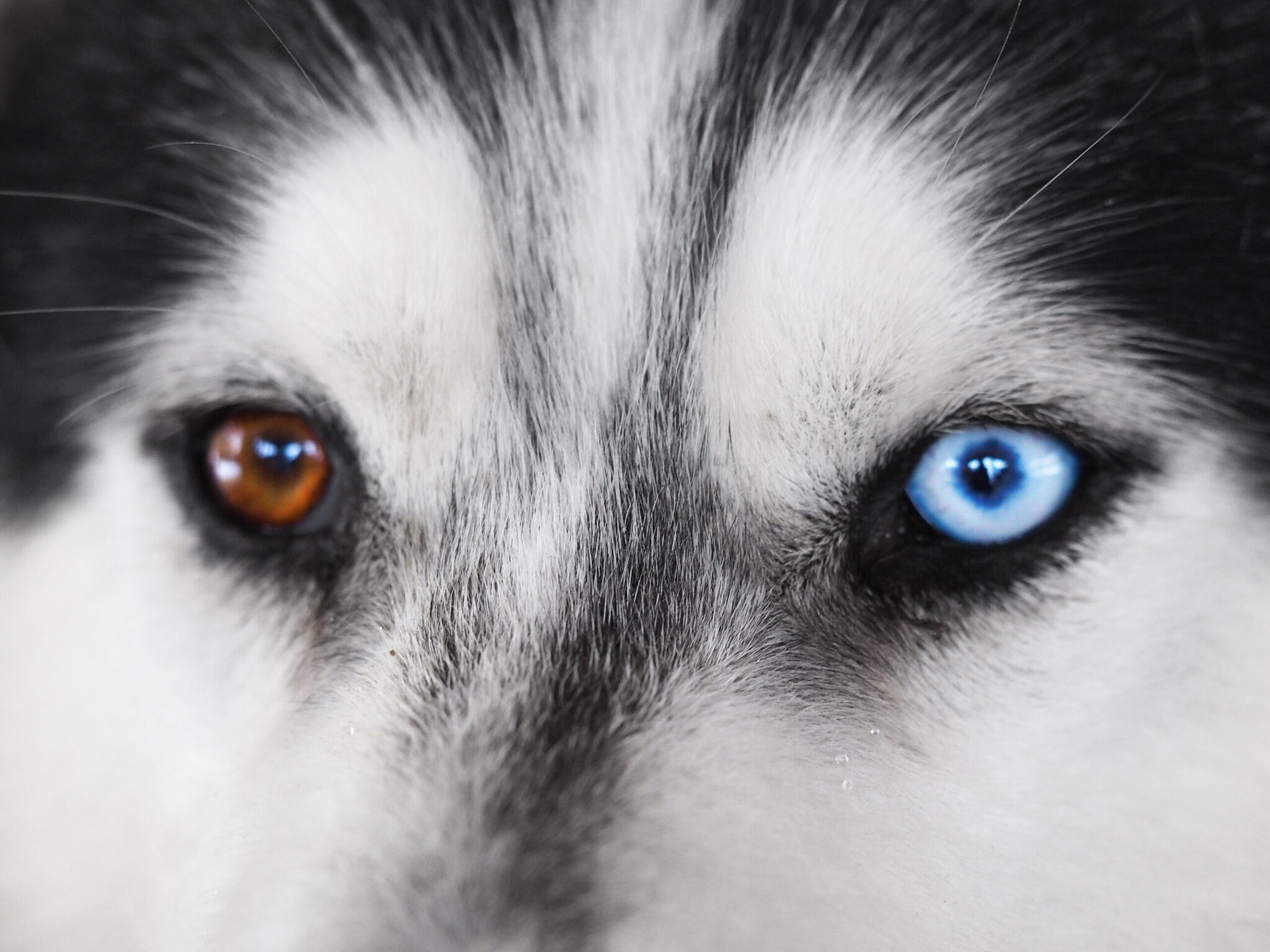Close Up vom Gesicht eines Husky mit verschieden gefärbten Augen Close Up vom Gesicht eines Husky mit verschieden gefärbten Augen