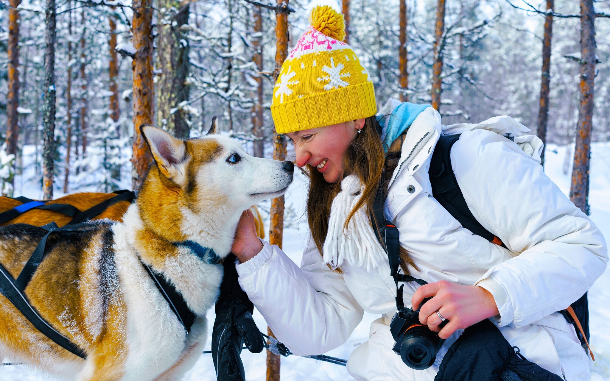 Eine Frau streichelt einen Schlittenhund Eine Frau streichelt einen Schlittenhund