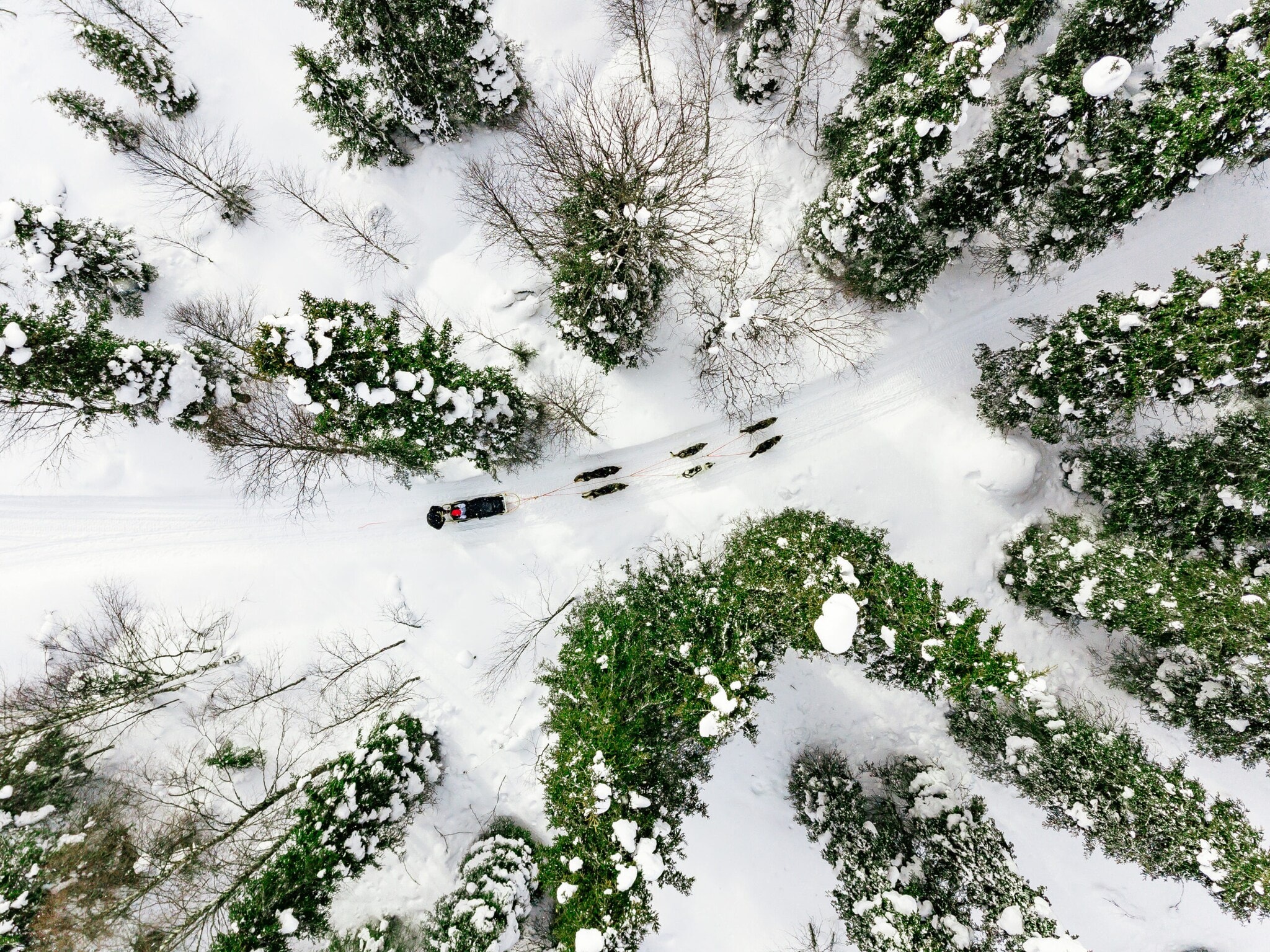 Drohnenaufnahme von einem Hundeschlitten in Lappland Drohnenaufnahme von einem Hundeschlitten in Lappland
