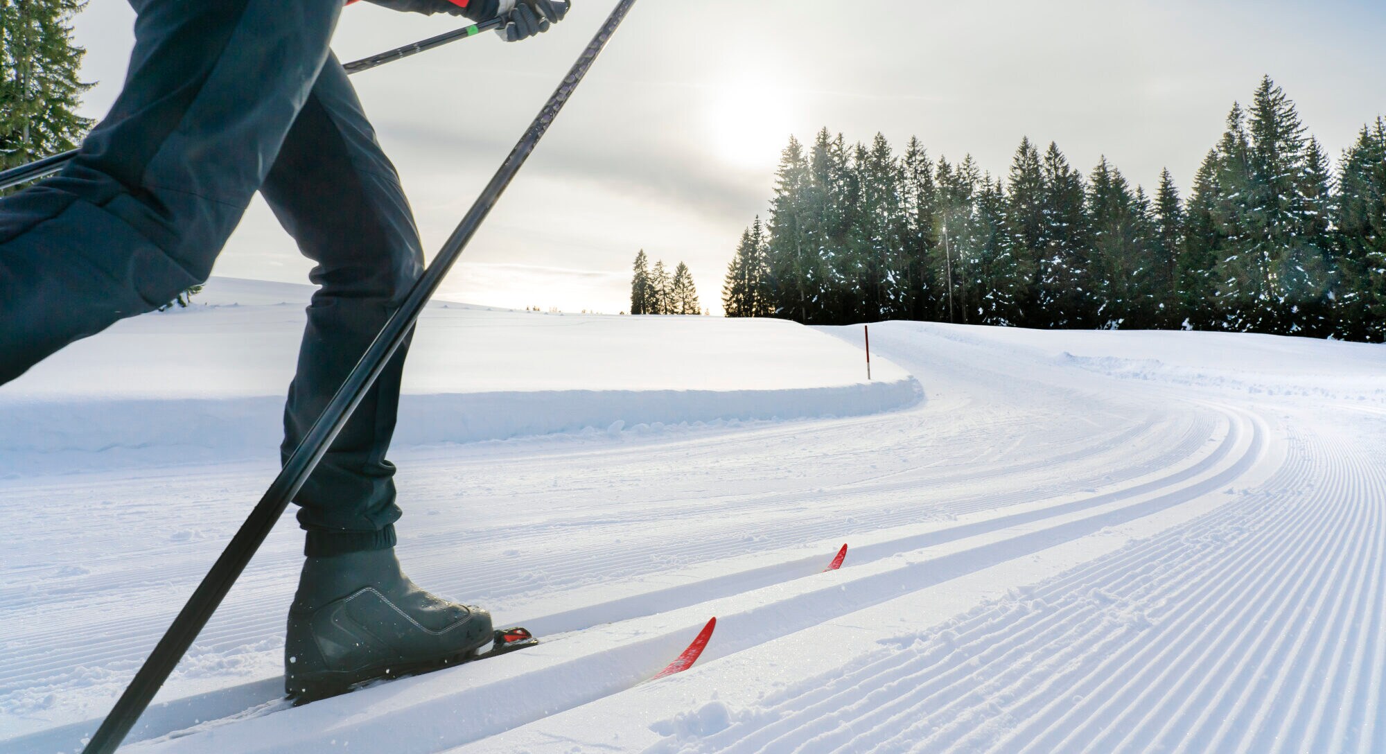 Skilangläufer vor einer weißen Schneelandschaft mit Tannen im Hintergrund