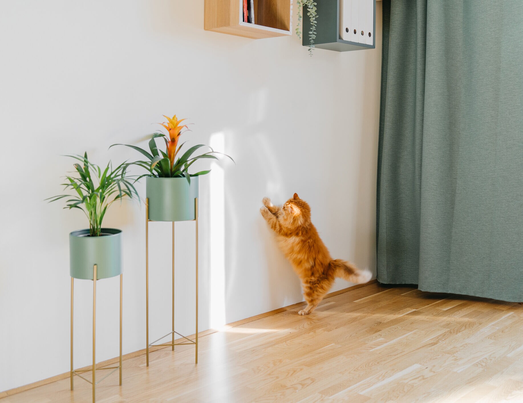 Eine rot getigerte Katze spielt mit dem Sonnenlicht an einer weißen Wand