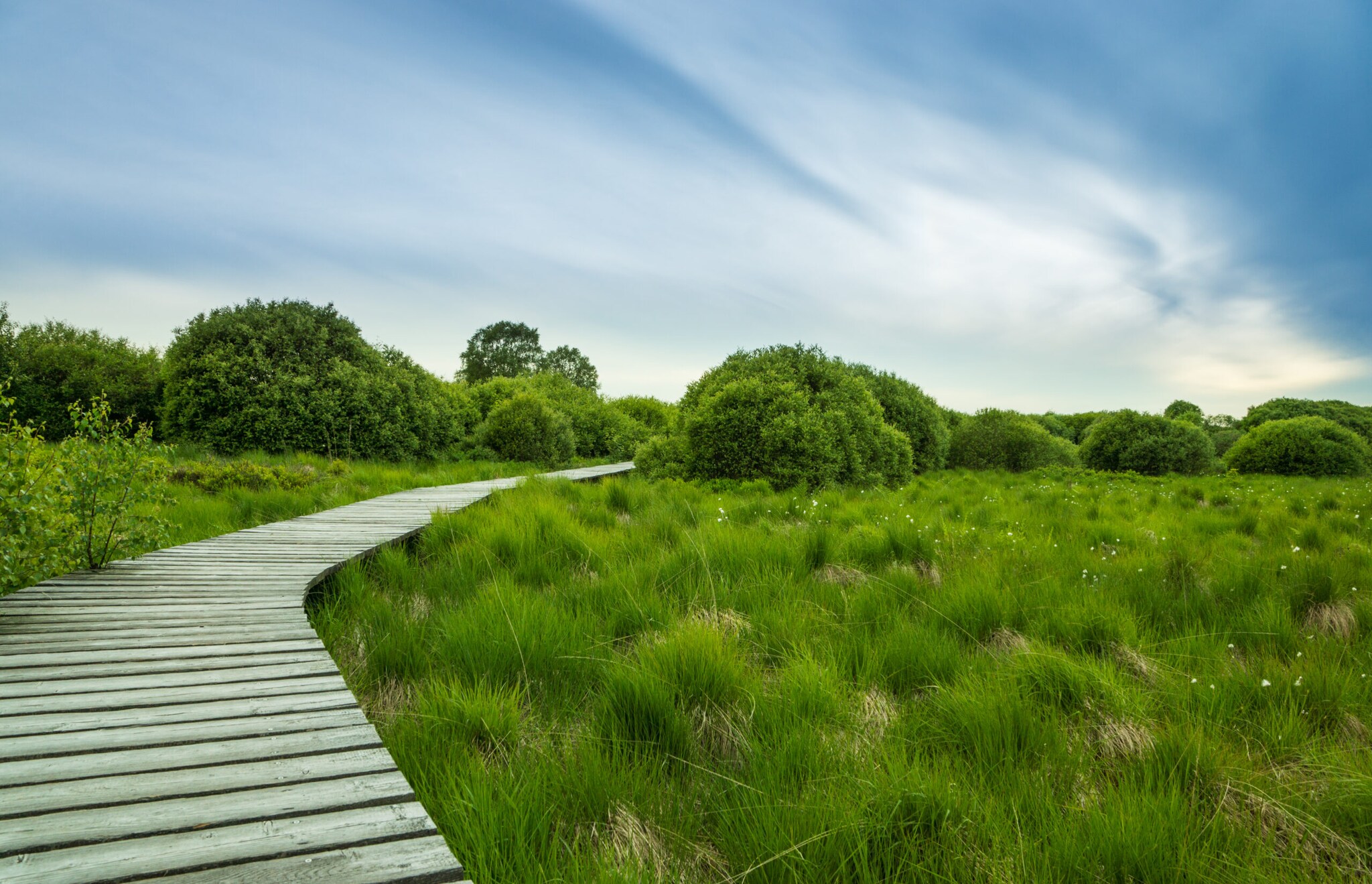 Ein Holzsteg führt durch ein Hochmoor