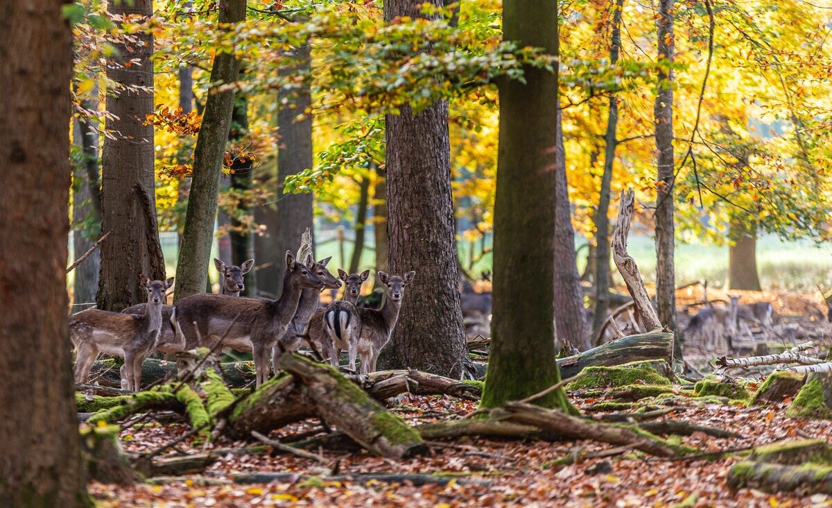 Einige junge Hirsche stehen in einem Wald