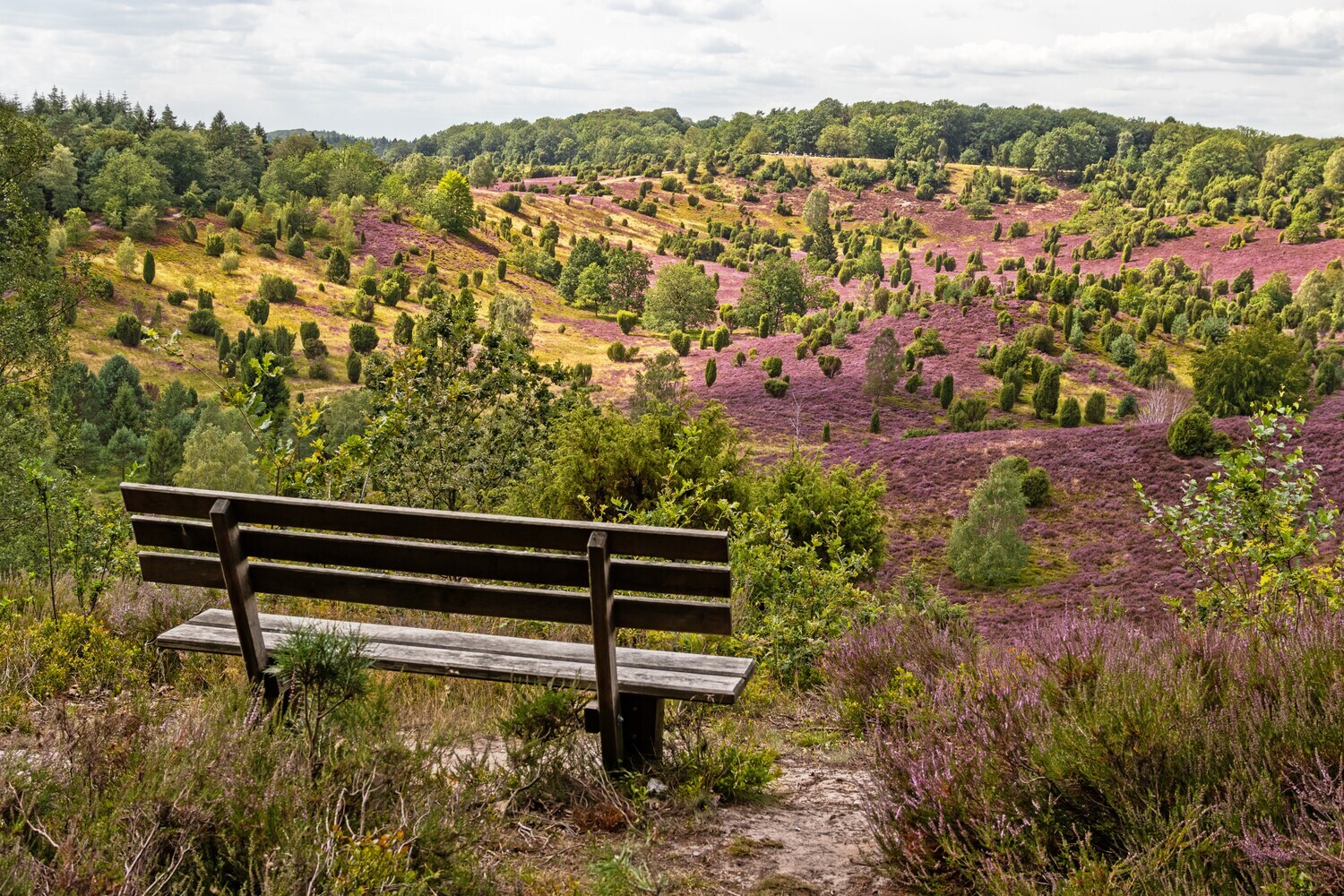 Eine leere Bank im Vordergrund, im Hintergrund eine blühende Heide