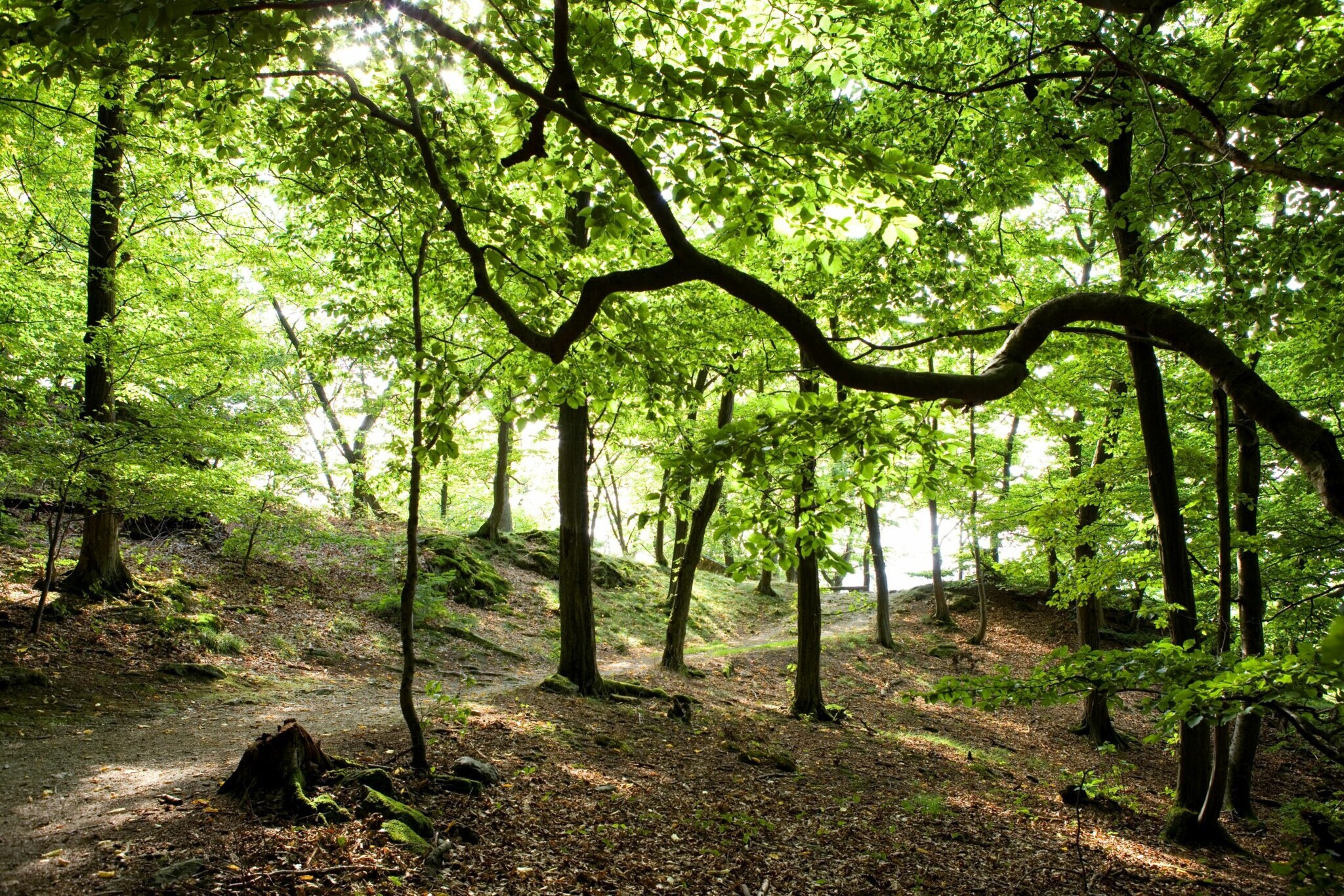 Der Wanderweg Schinderhannessteig führt durch einen Wald.