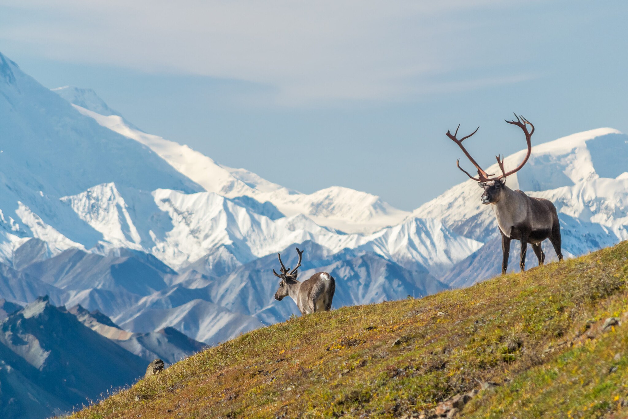 Zwei Caribous auf einer Wiese, im Hintergrund schneebedeckte Berge