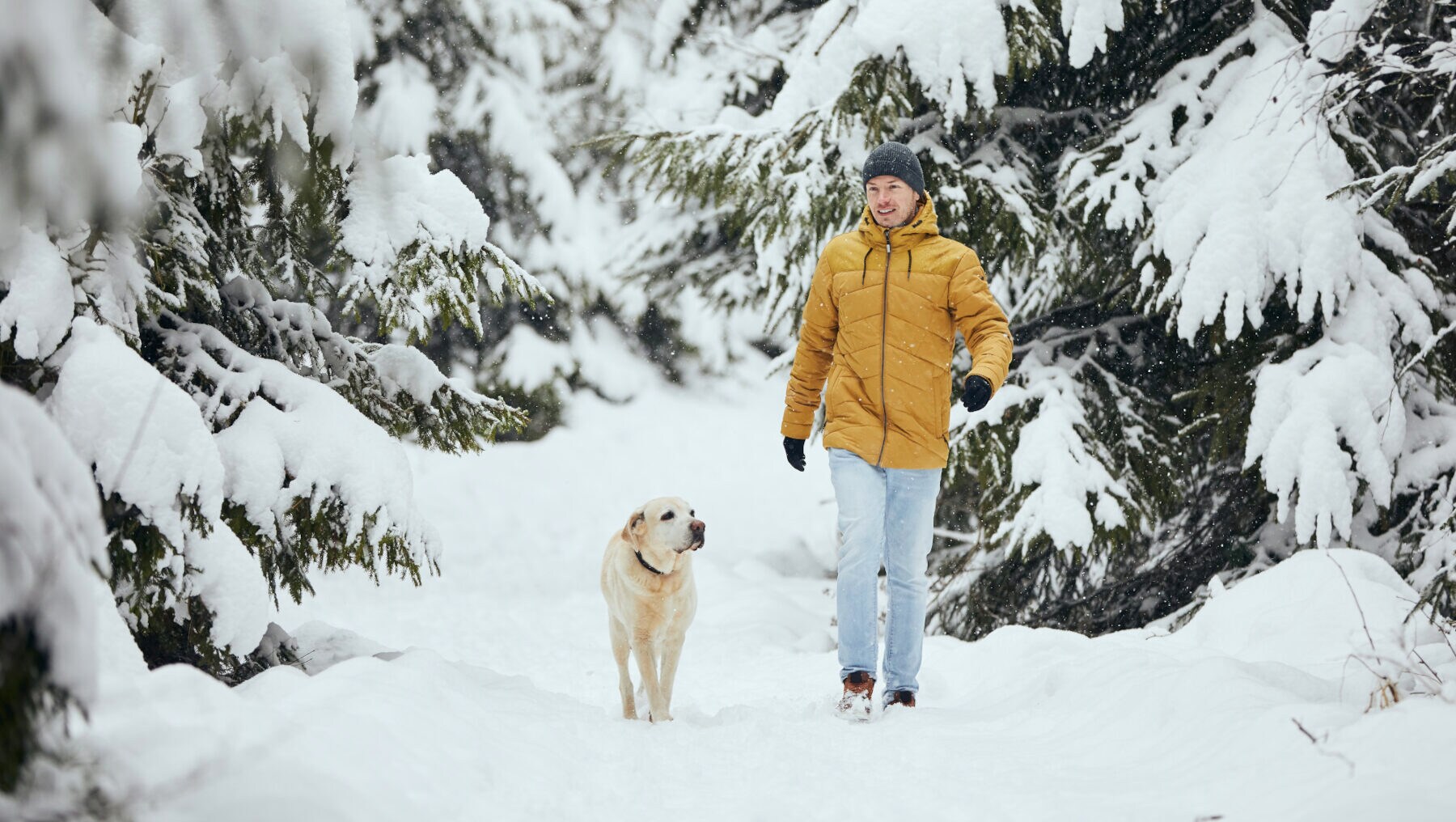 Ein Mann geht mit Hund in einem tief verschneiten Wald spazieren Ein Mann geht mit Hund in einem tief verschneiten Wald spazieren