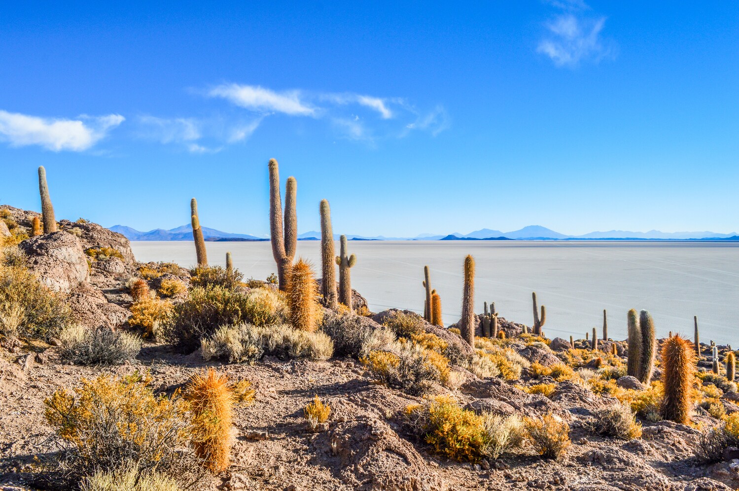 Einige Kakteengewächse an einem Hang, im Hintergrund eine Salzwüste Einige Kakteengewächse an einem Hang, im Hintergrund eine Salzwüste