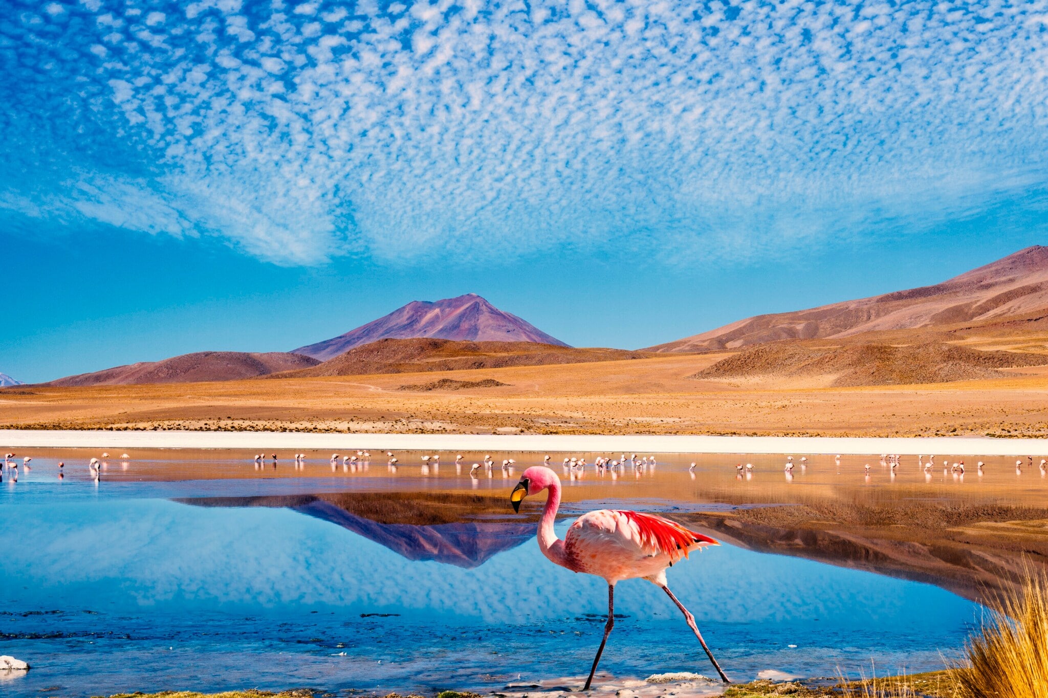 Ein rosafarbener Flamingo vor einem See und einer wüstenartigen Landschaft im Hintergrund Ein rosafarbener Flamingo vor einem See und einer wüstenartigen Landschaft im Hintergrund