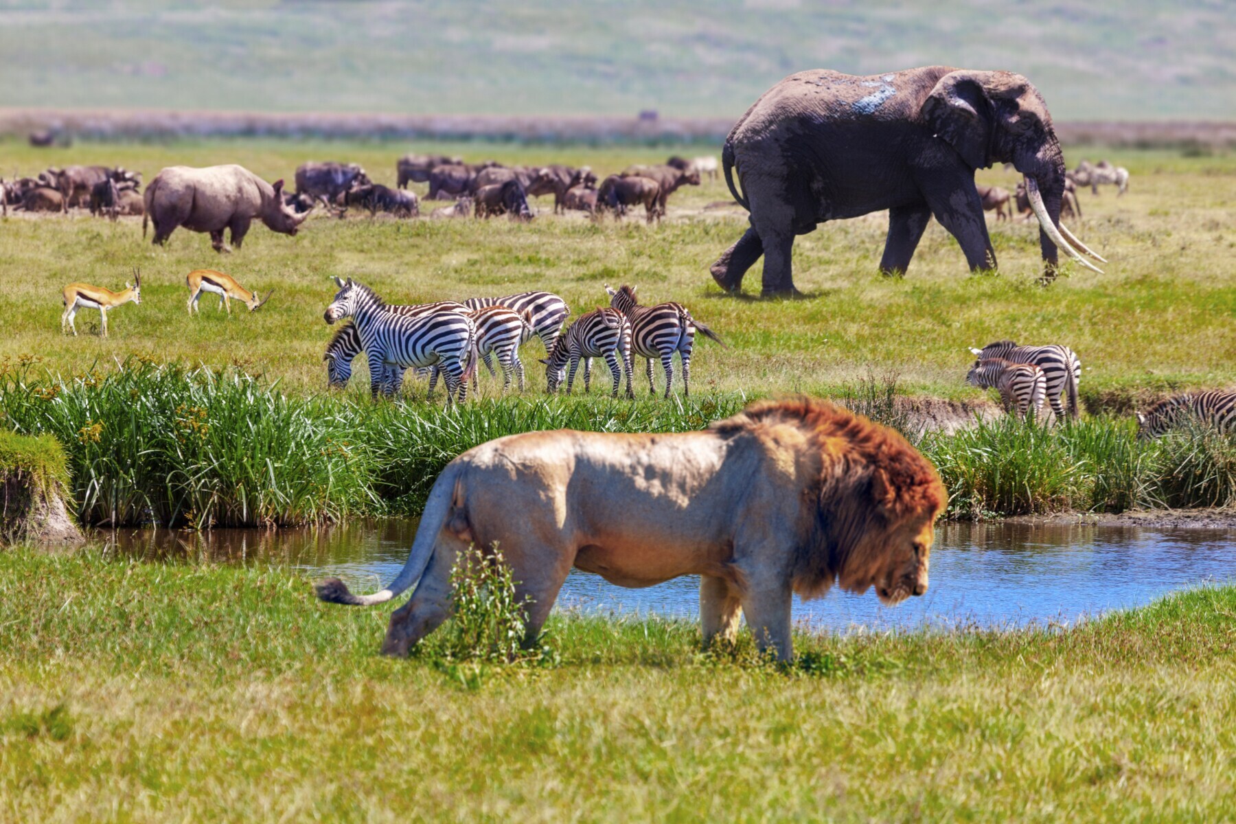 Wildtiere des südlichen Afrikas im grünen Steppengras, im Vordergrund ein Löwe Wildtiere des südlichen Afrikas im grünen Steppengras, im Vordergrund ein Löwe