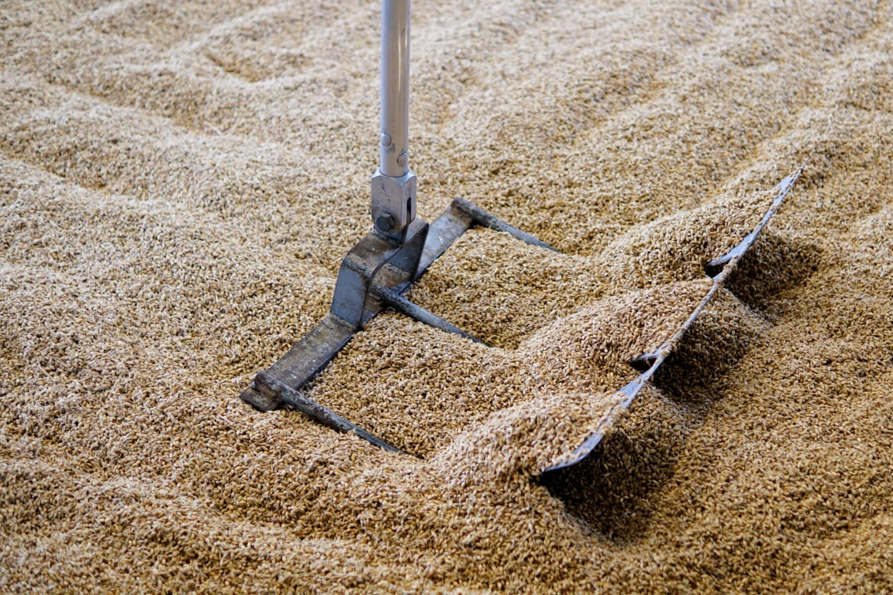 Eine große Schaufel bewegt sich durch die Getreidekörner in einer Destillerie Eine große Schaufel bewegt sich durch die Getreidekörner in einer Destillerie