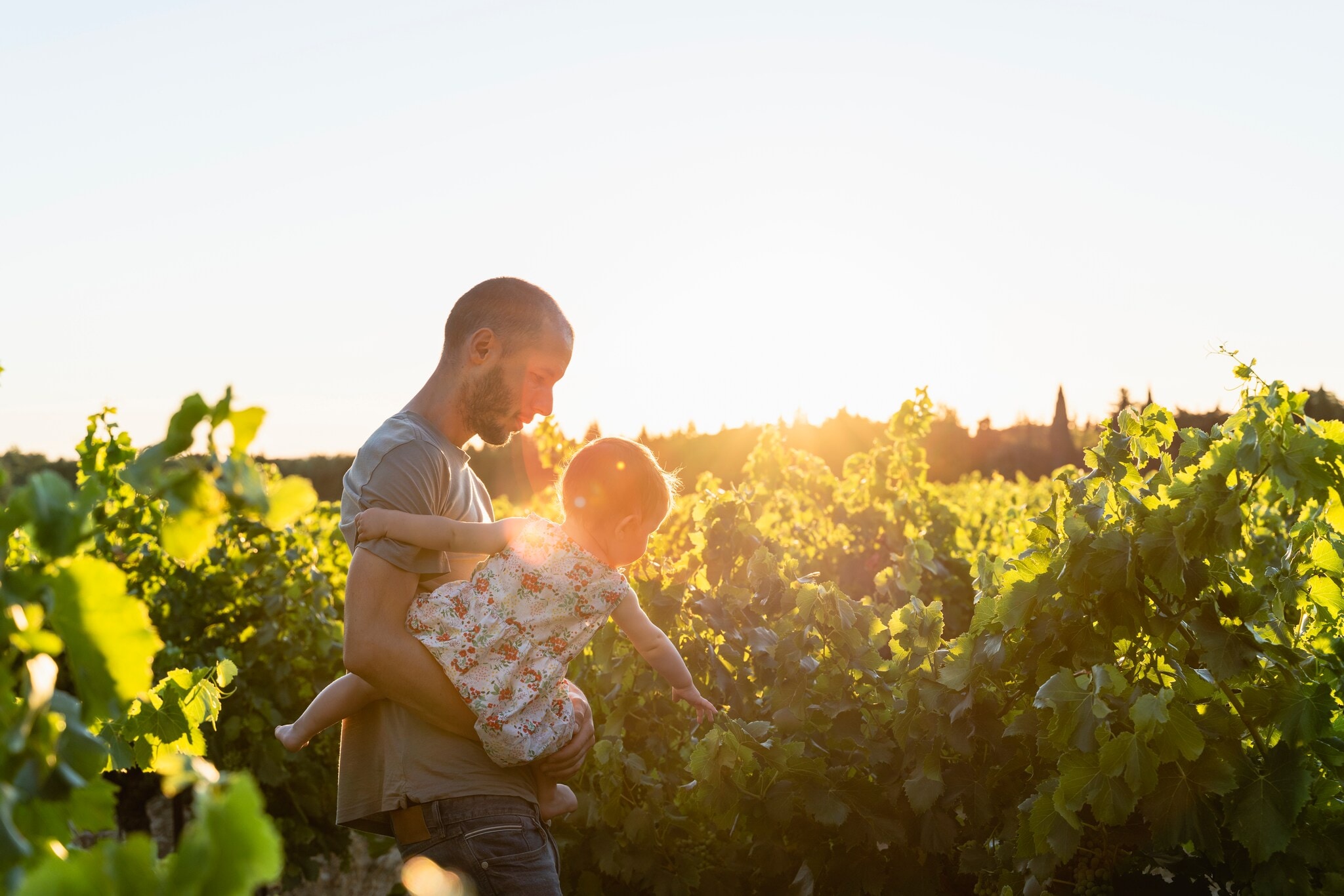 Ein Mann mit einem Kleinkind auf dem Arm zwischen Rebstöcken in der Abendsonne Ein Mann mit einem Kleinkind auf dem Arm zwischen Rebstöcken in der Abendsonne
