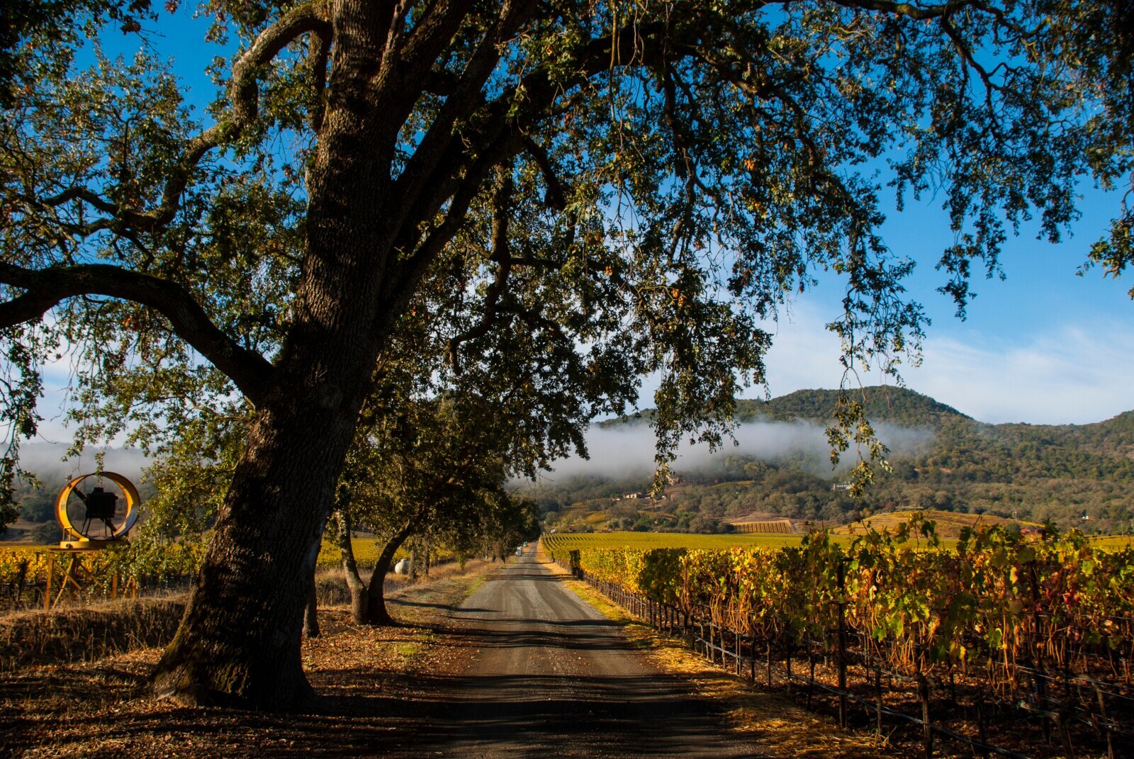 Eine schmale Straße führt entlang von Bäumen und Weinstöcken in eine hügelige Landschaft bei tiefstehender Herbstsonne