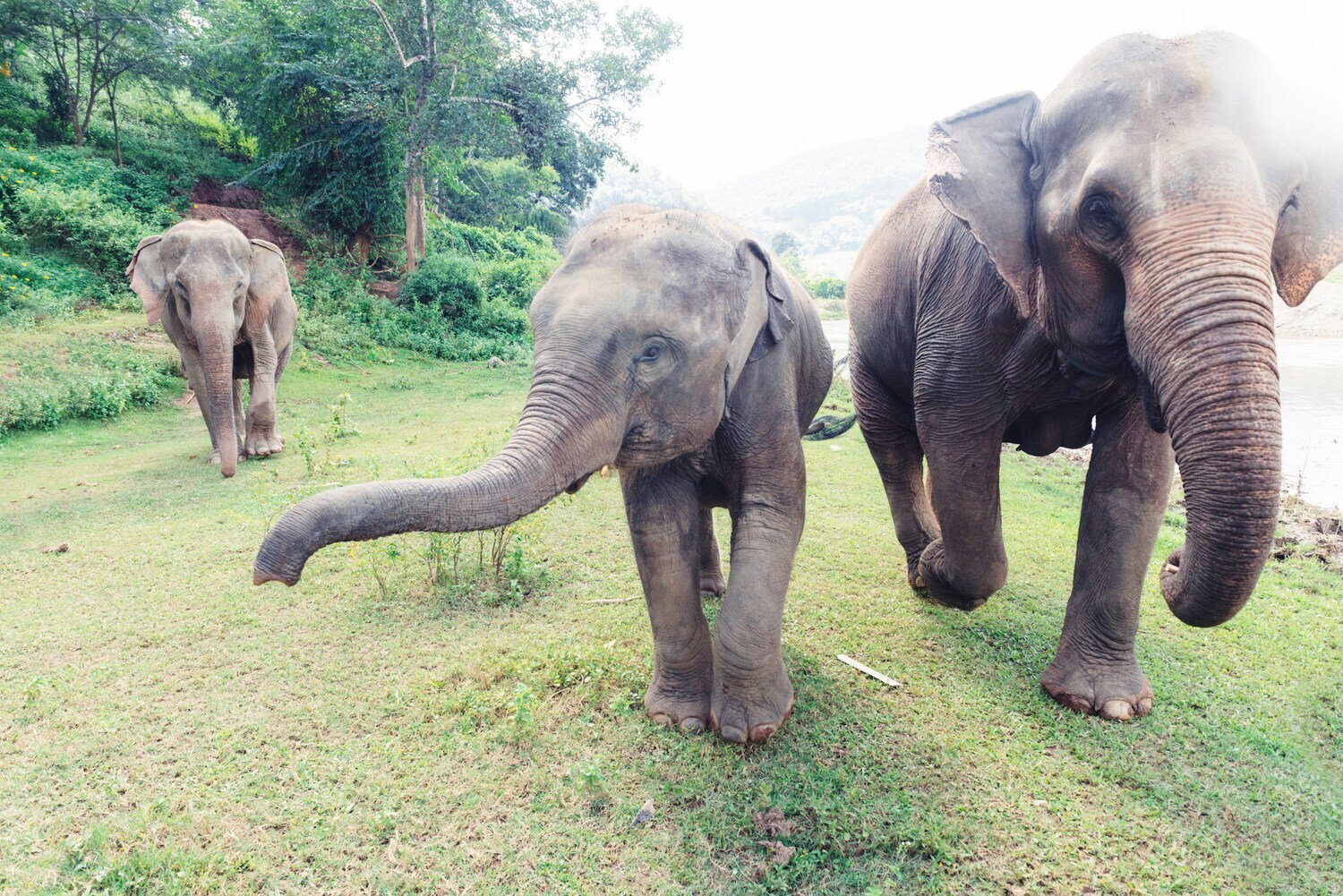 Mehrere Elefanten laufen auf einer Wiese in Chiang Mai.