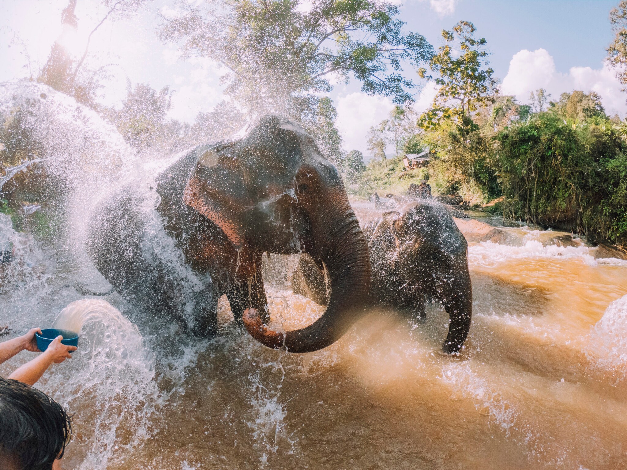 Elefanten beim Baden in einem Fluss