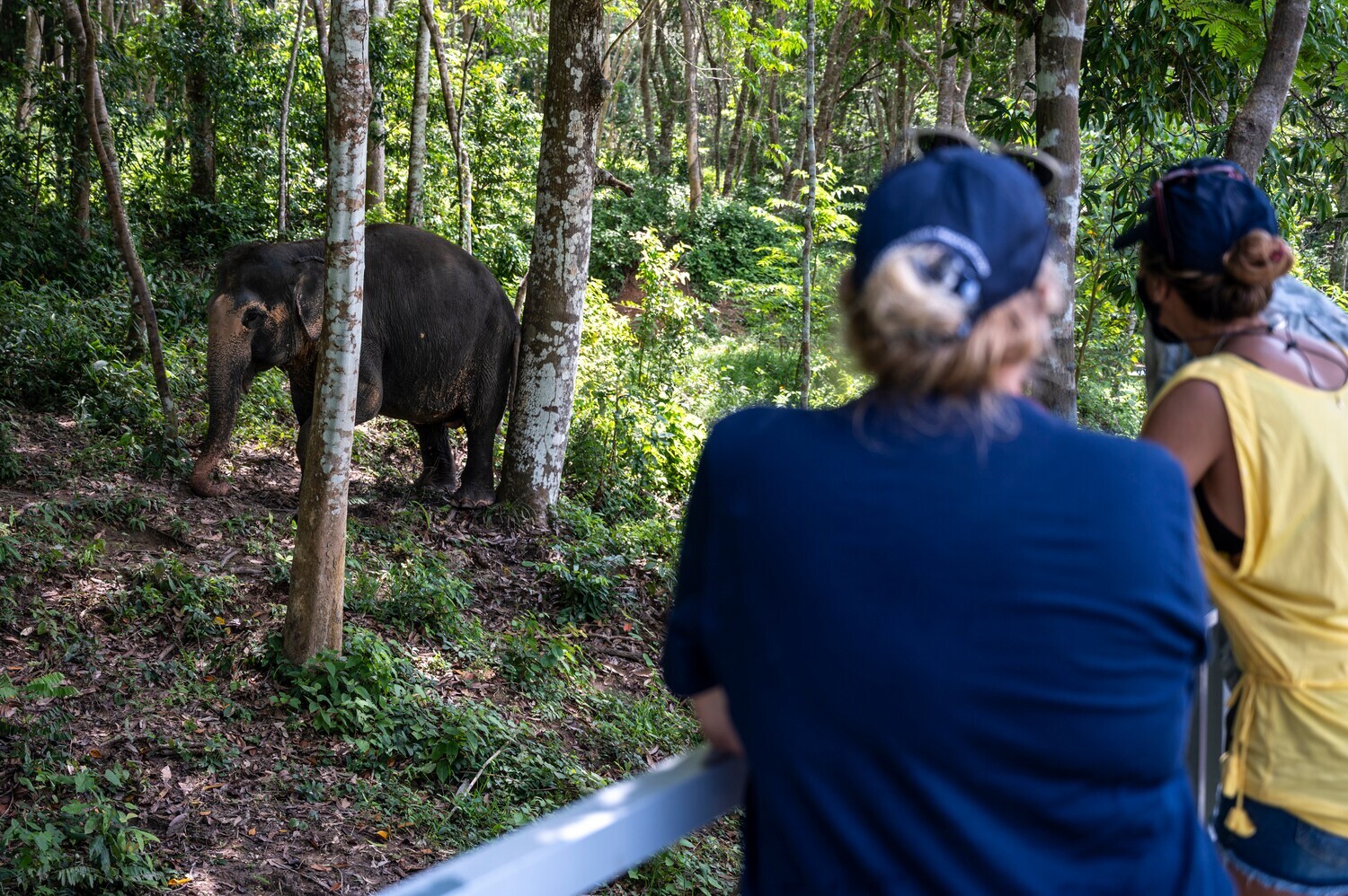 Touristinnen beobachten einen Elefanten im Dschungel. Touristinnen beobachten einen Elefanten im Dschungel.